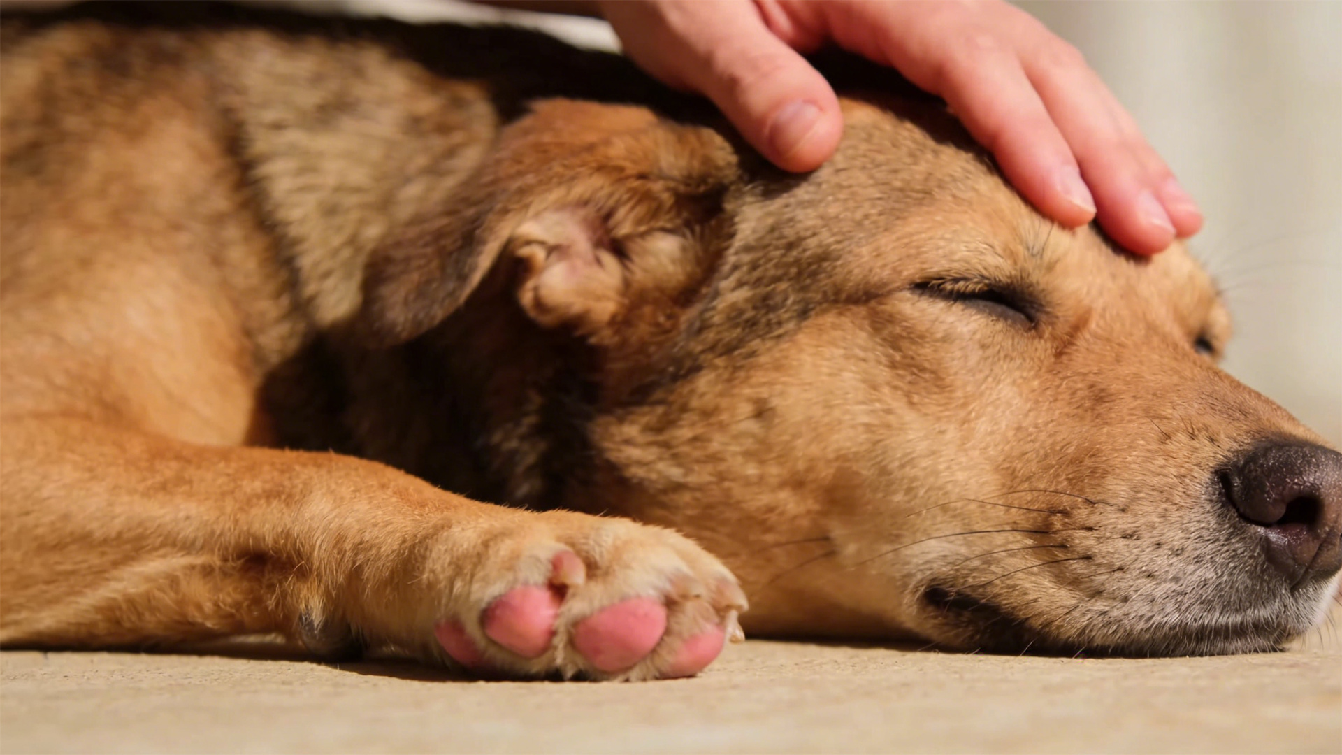 Dog Paw Health Grooming: Nail Trimming and Paw Pad Care