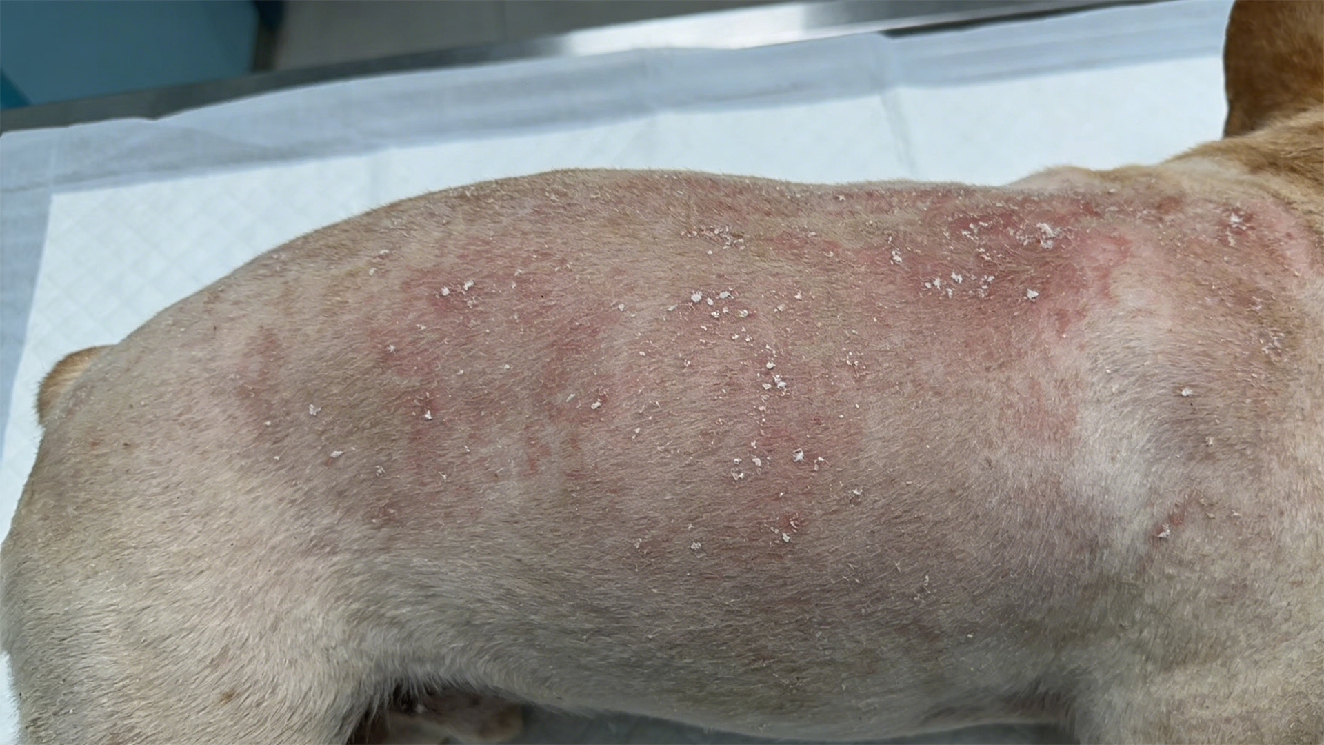 Dog shampoo ingredient analysis: Why must we insist on using a product with a pH value of 6.5-7.5?