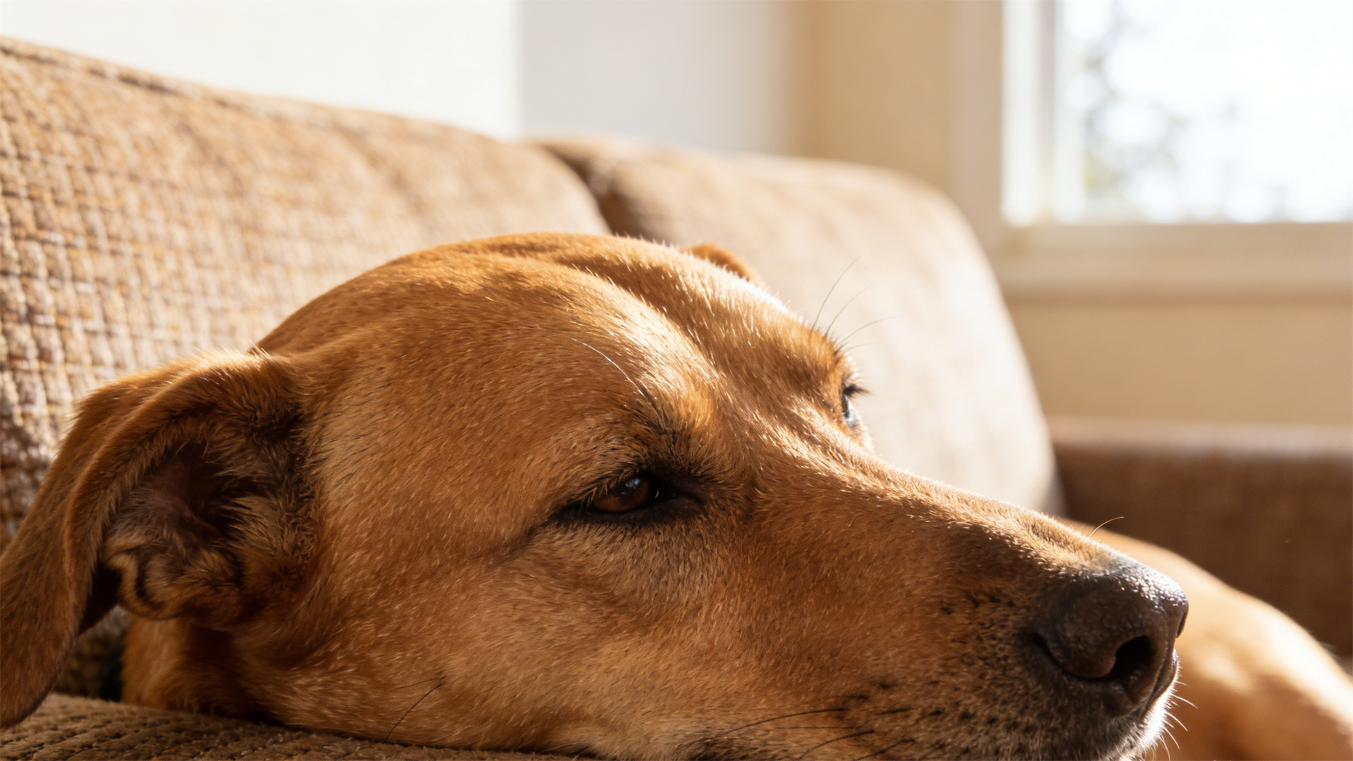 Dog skincare brand to launch new product in 2026: Herbal spray for eczema.
