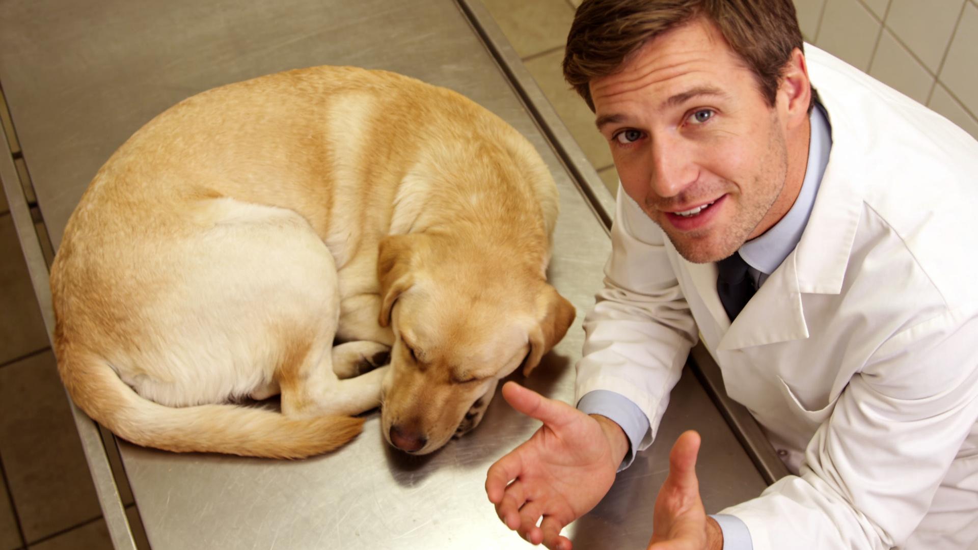 Dog sleeping position and bone health: How to choose a memory foam mattress with proper support