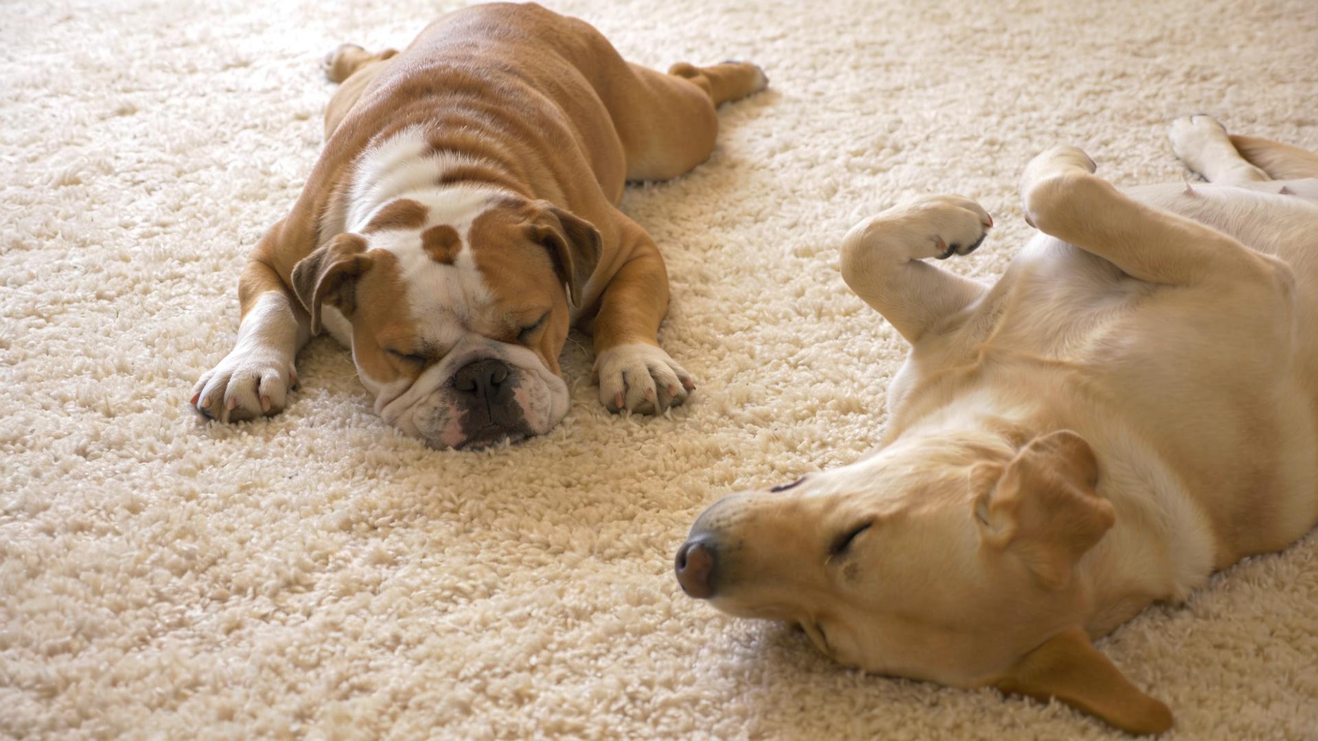 Dog sleeping position and bone health: How to choose a memory foam mattress with proper support