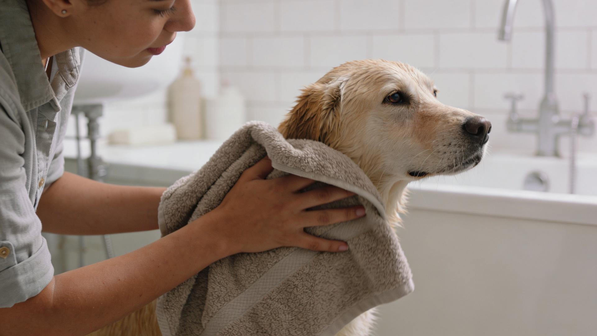 Dog-specific towel material review: Chamois cloth vs. microfiber – which is more absorbent?
