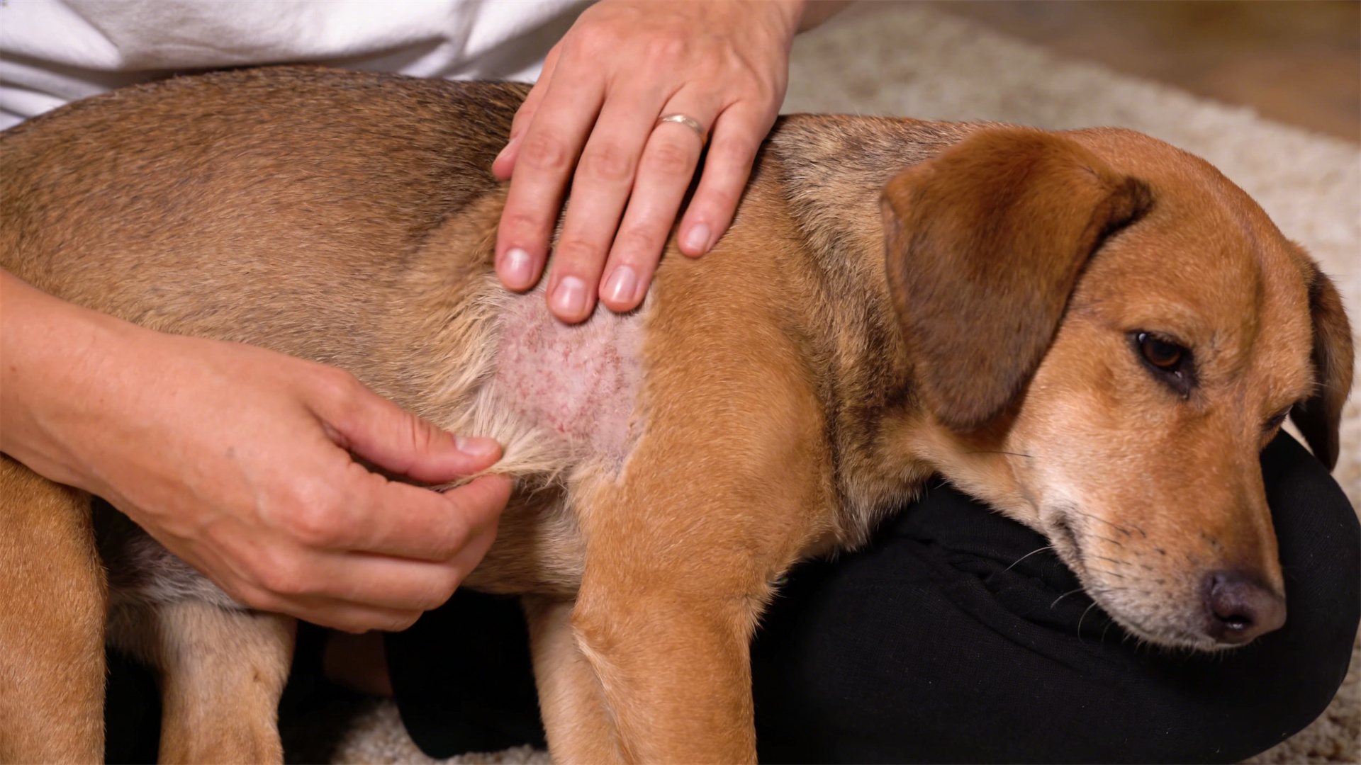 Dog sun protection information: How to prevent skin cancer during outdoor activities in summer?