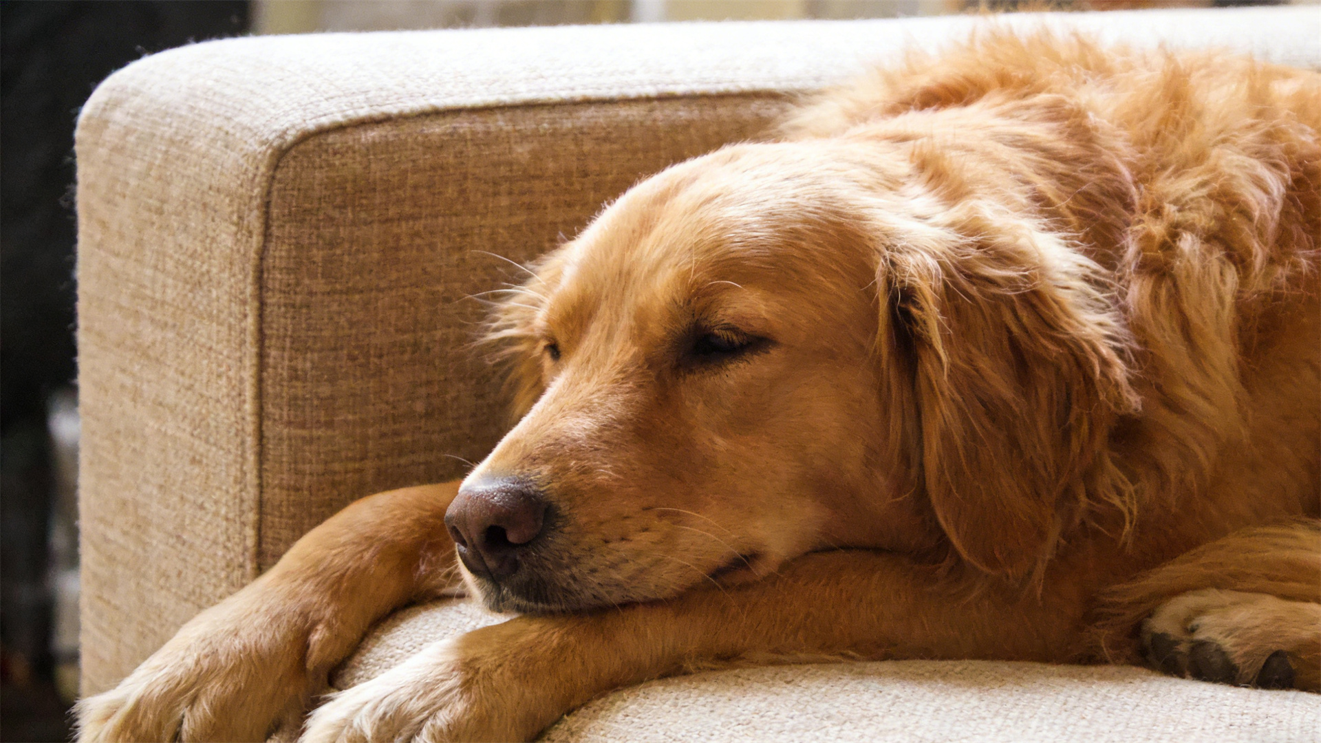 Dog's ears smell bad and scratch? Detailed explanation of ear mites and Malassezia removal methods.