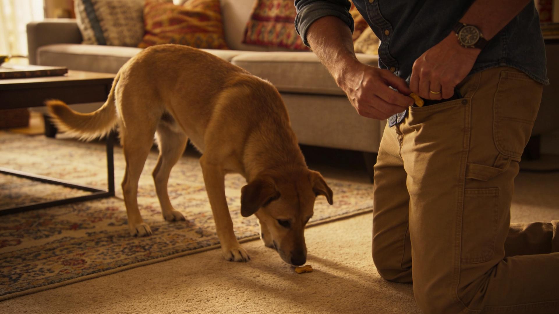 Dogs' "Jet Lag": Why is a 5-second delayed reward meaningless?