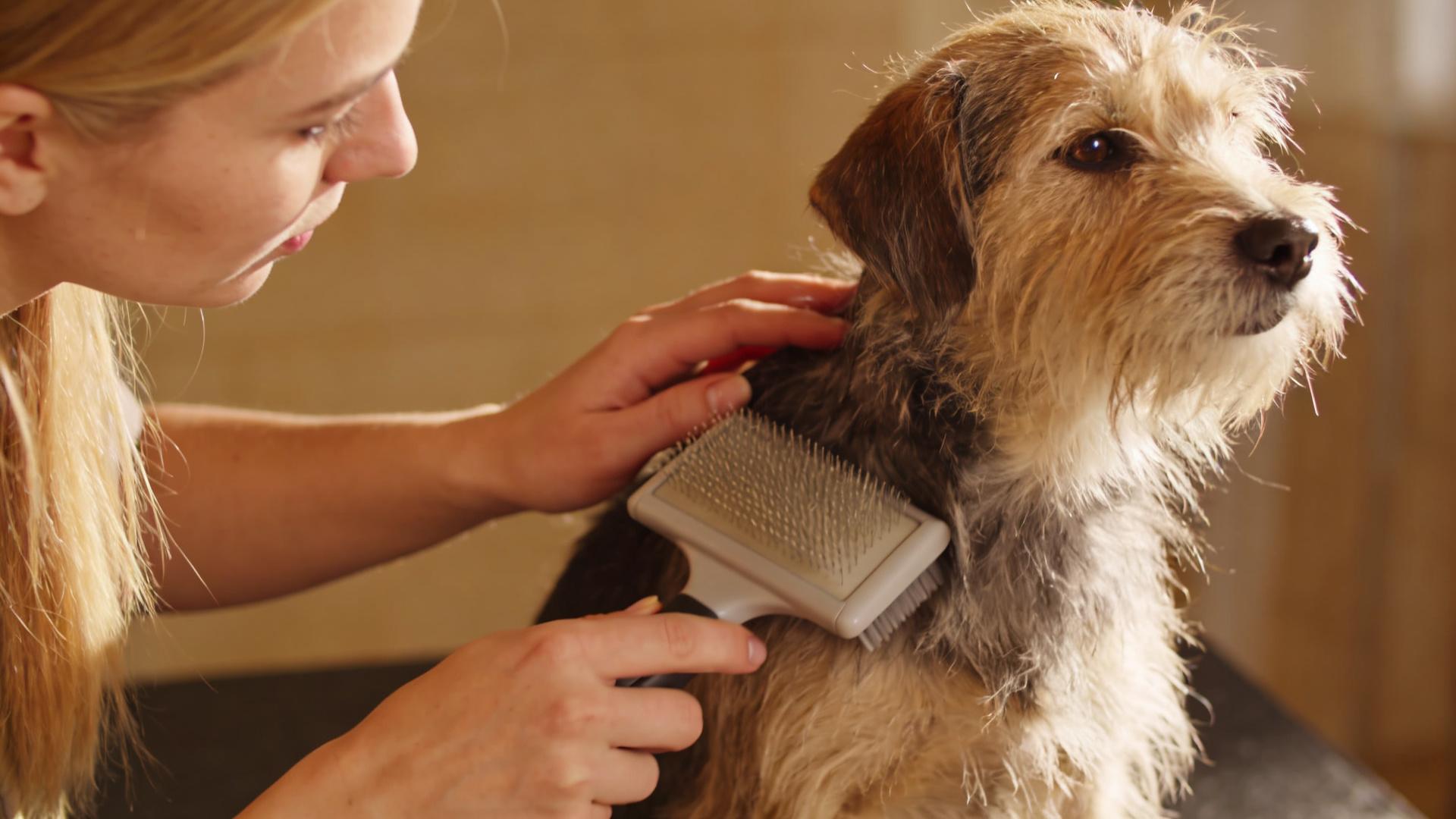 Dry fur in postpartum bitches: Effective calcium supplementation and hair repair