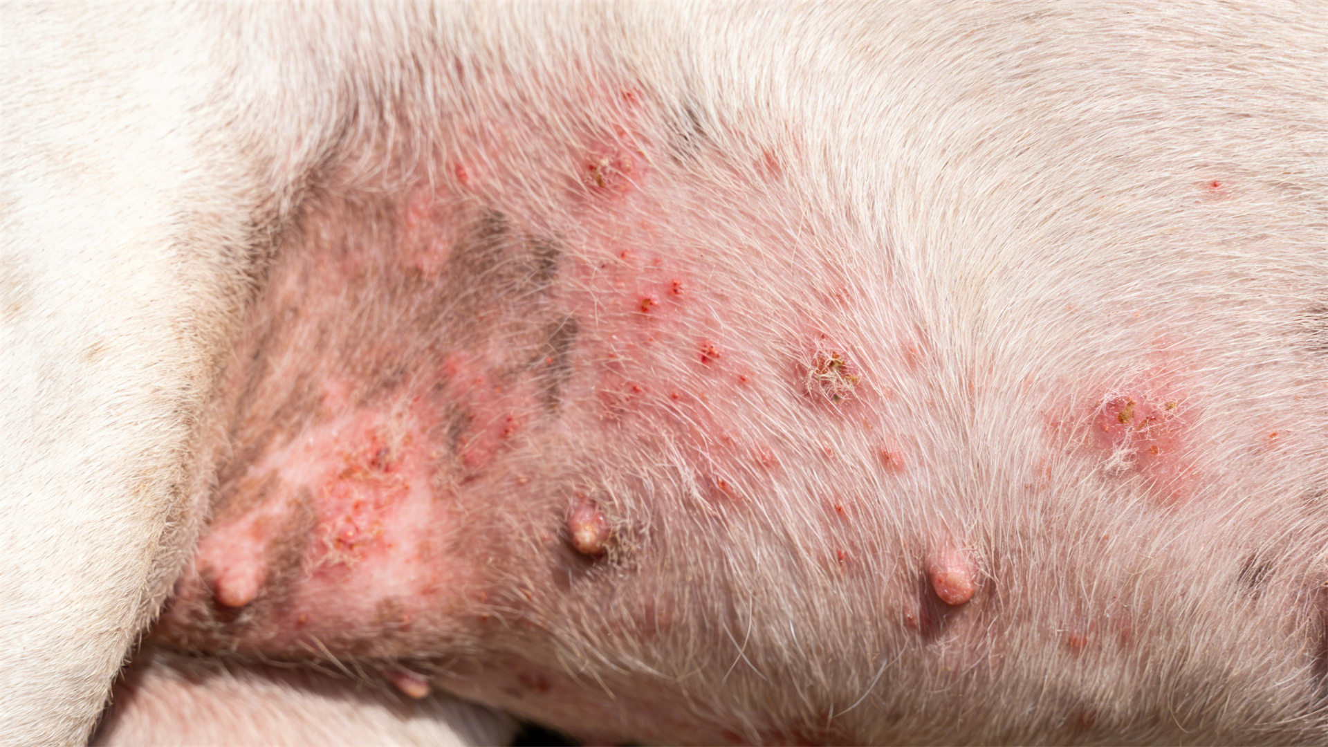 Eczema prevention in long-haired dogs: a solution for breathable skin beneath a thick undercoat