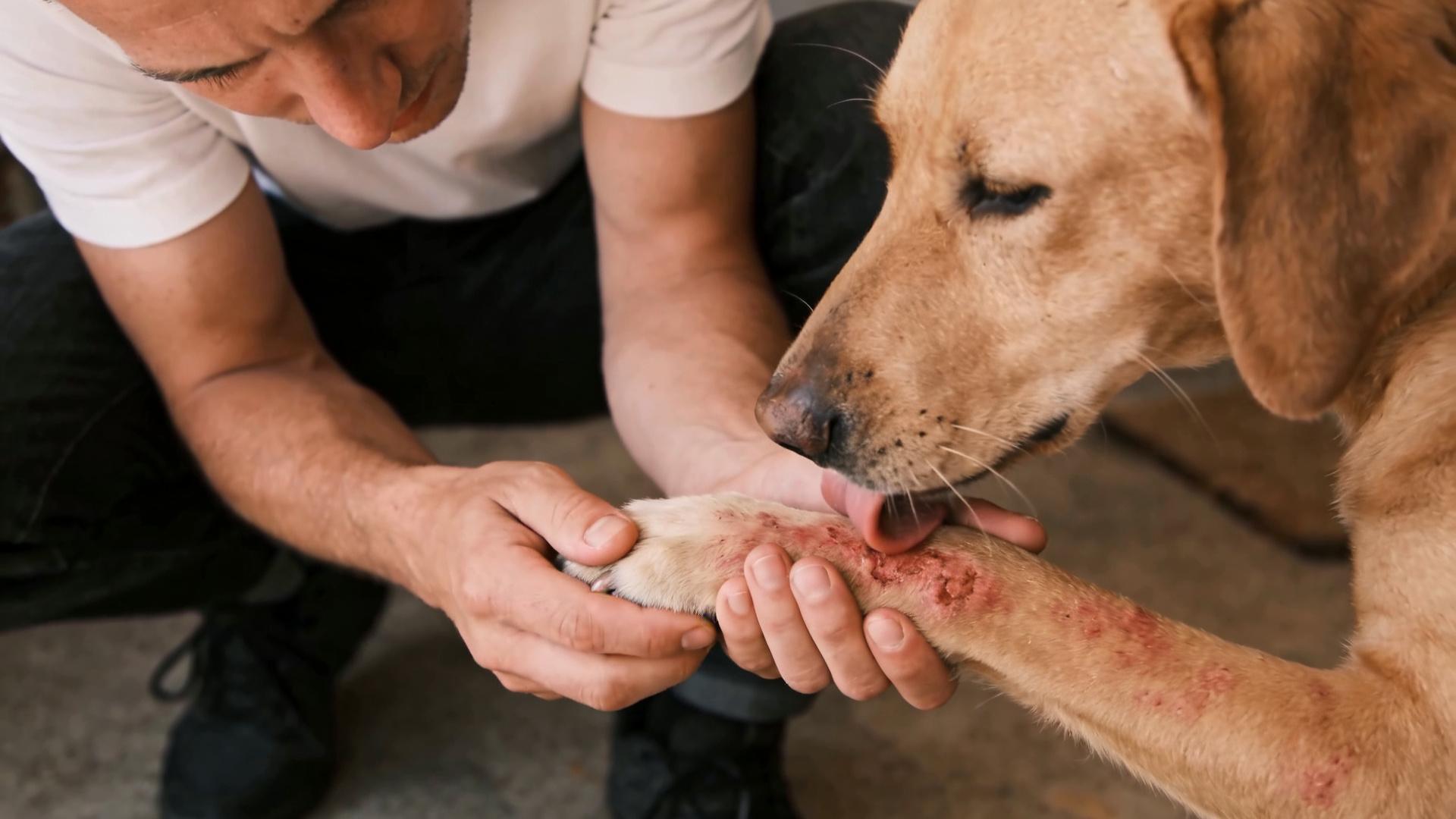 Excessive licking and self-harm: Is it a skin disease or obsessive-compulsive disorder?