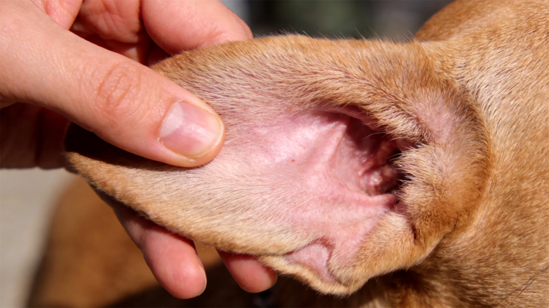 Full-cycle physical examination checklist