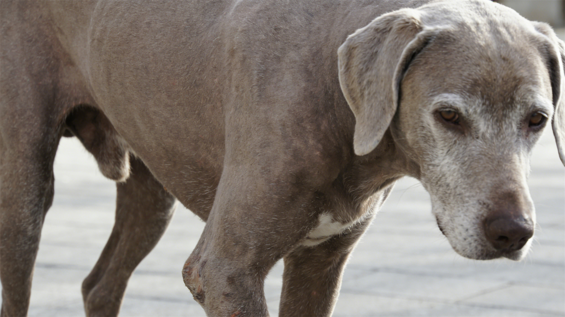 Glucosamine and Chondroitin: The Starting Point for Joint Protection in Large Dogs