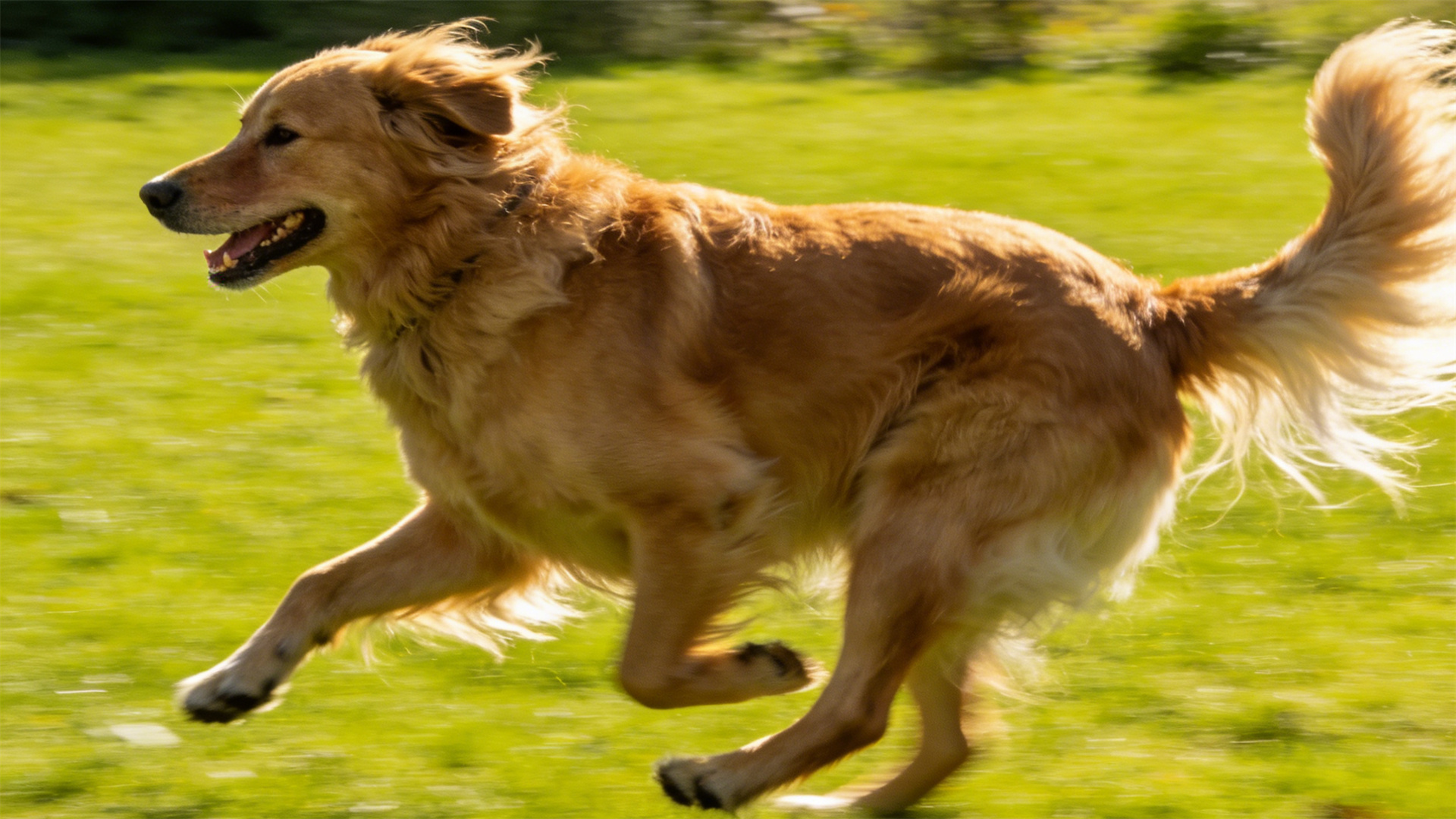 Glucosamine and Chondroitin: The Starting Point for Joint Protection in Large Dogs