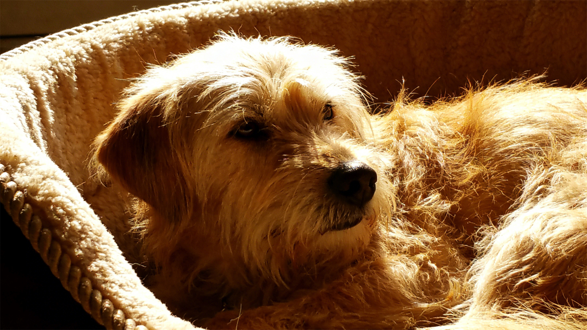 Hair management for senior dogs: Cold and sun protection measures after skin thins