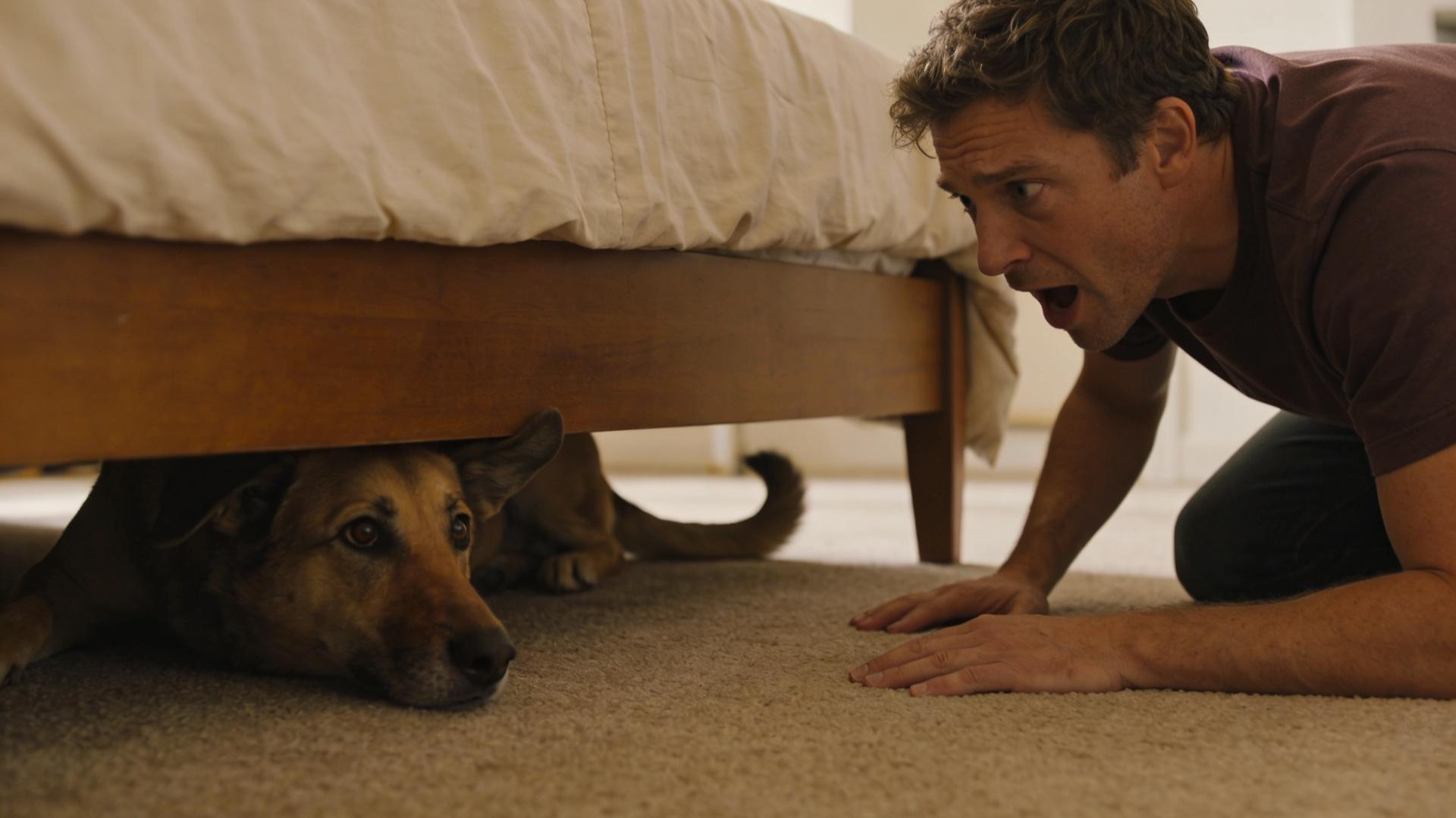 Happy Bath Training: Techniques to Make Your Dog Love Playing in Water and Blow-drying