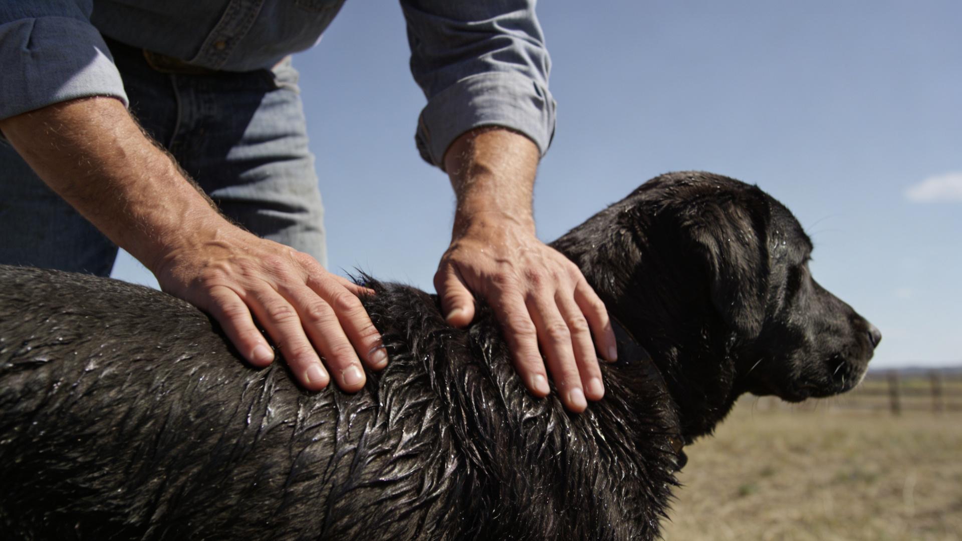 How to quickly dry your dog after a bath: Tips for using a dog dryer and preventing skin diseases