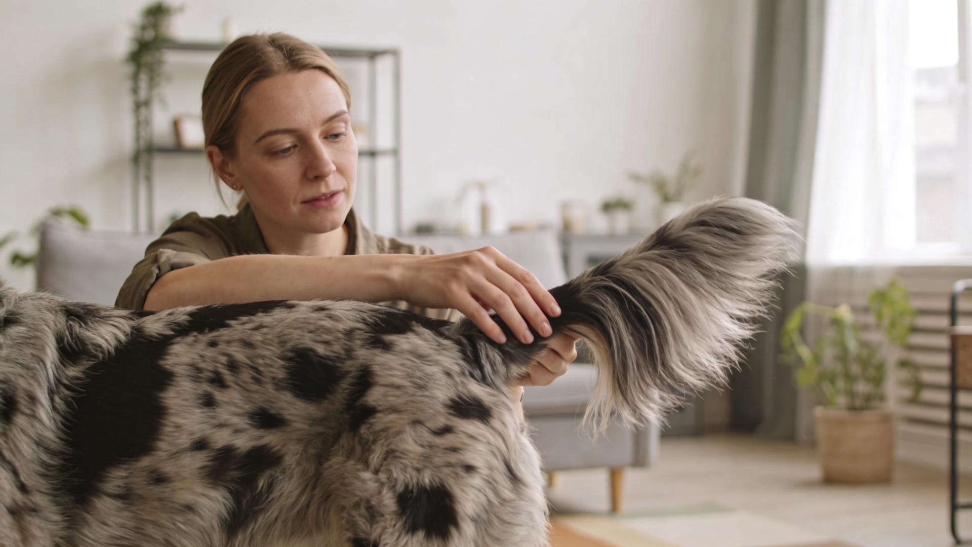 How to style your dog's tail: Tips to increase its cuteness