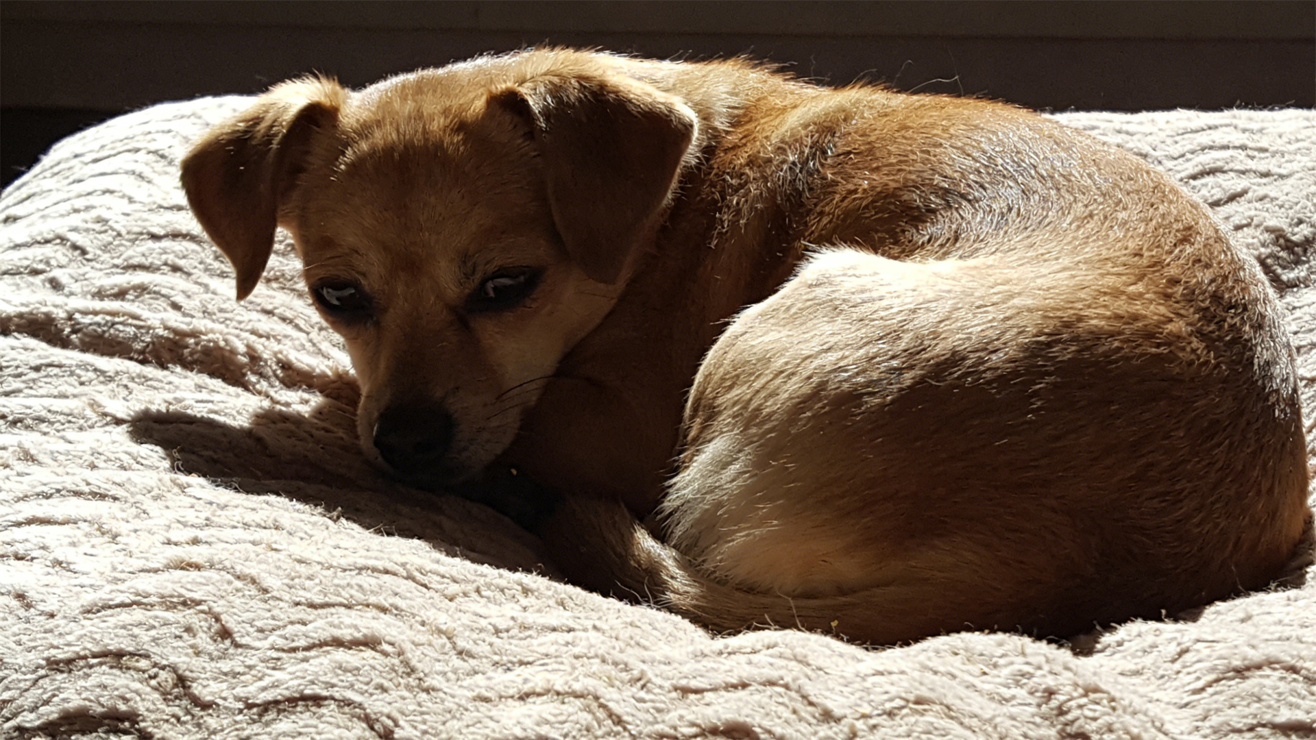 Hypoglycemia in Small Dogs: Details of Managing Small, Frequent Meals in Puppies