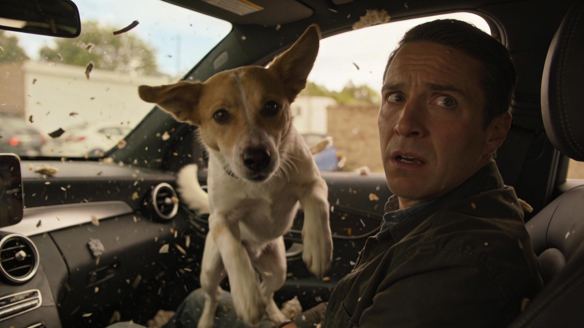 In-car socialization training: a solution to prevent dogs from getting carsick and running around inside the car.