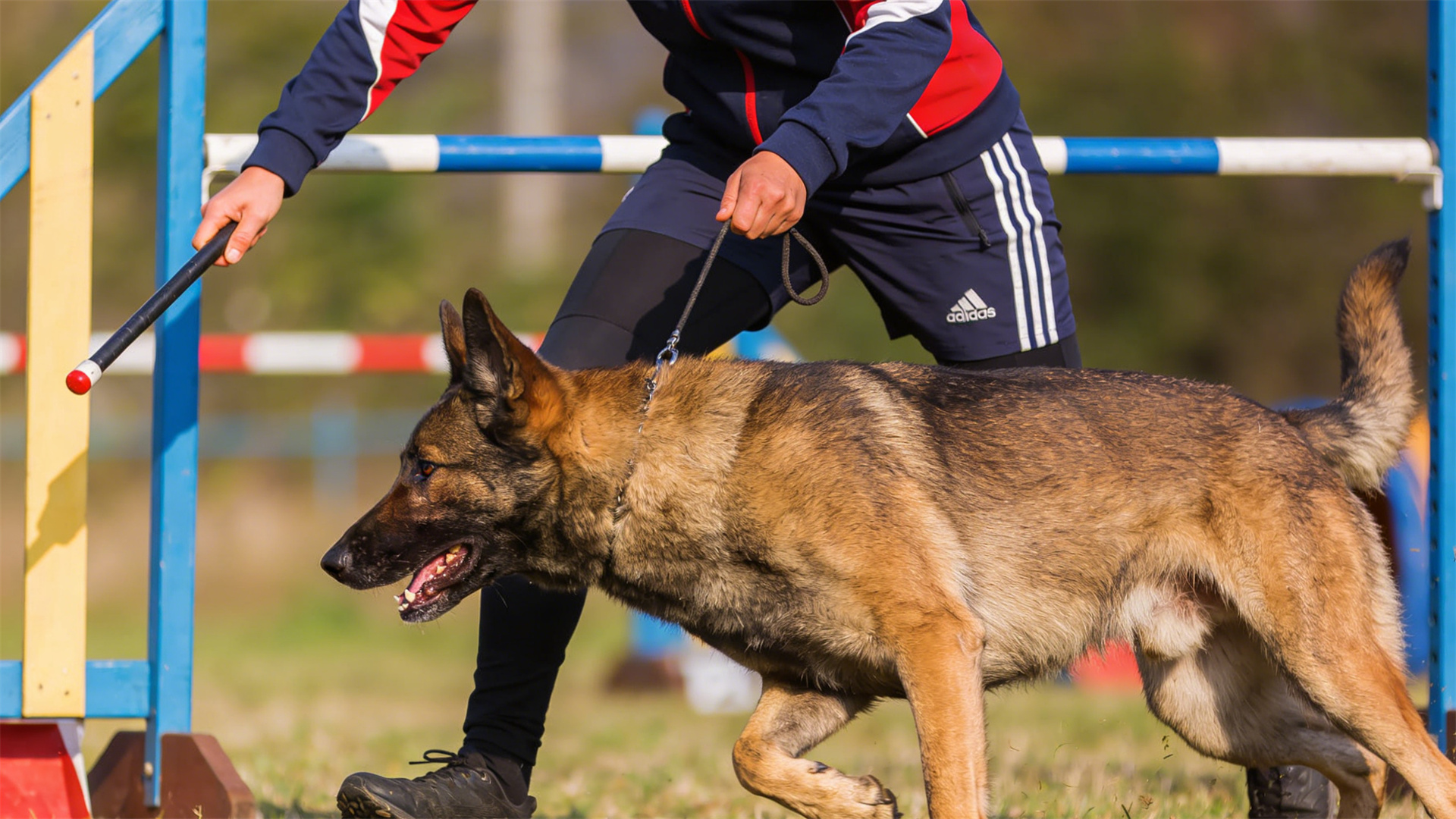 Level 3: Competitive and Work Skills