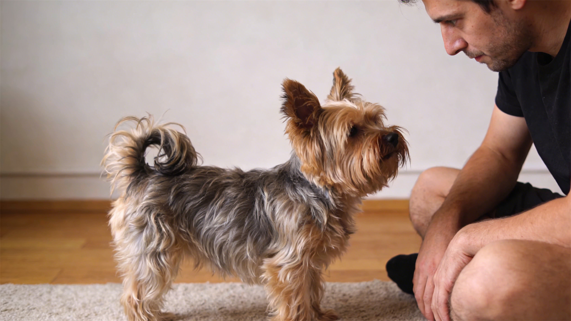 Moderate stress vs. excessive stress: A mental health assessment while traveling with a dog