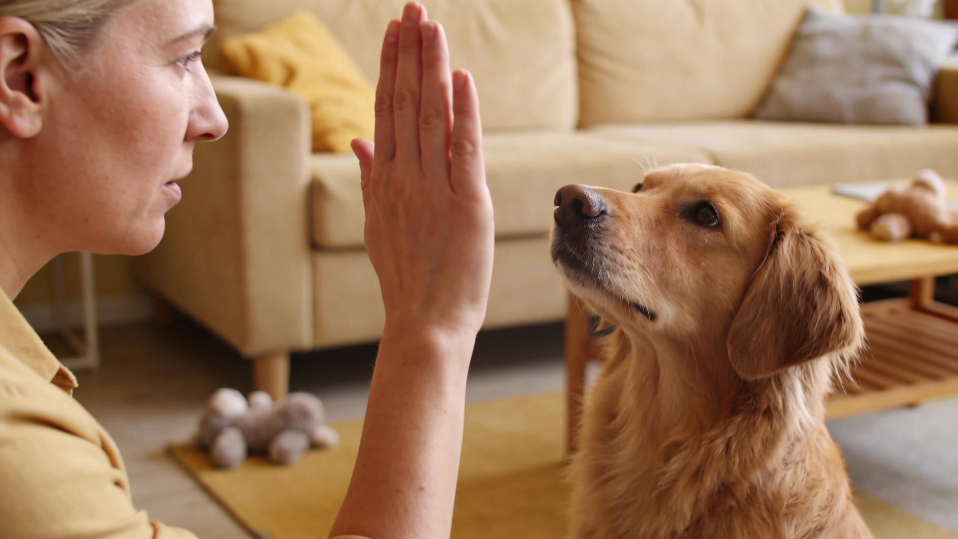 Mute Command: How to instantly quiet a barking dog using hand gestures