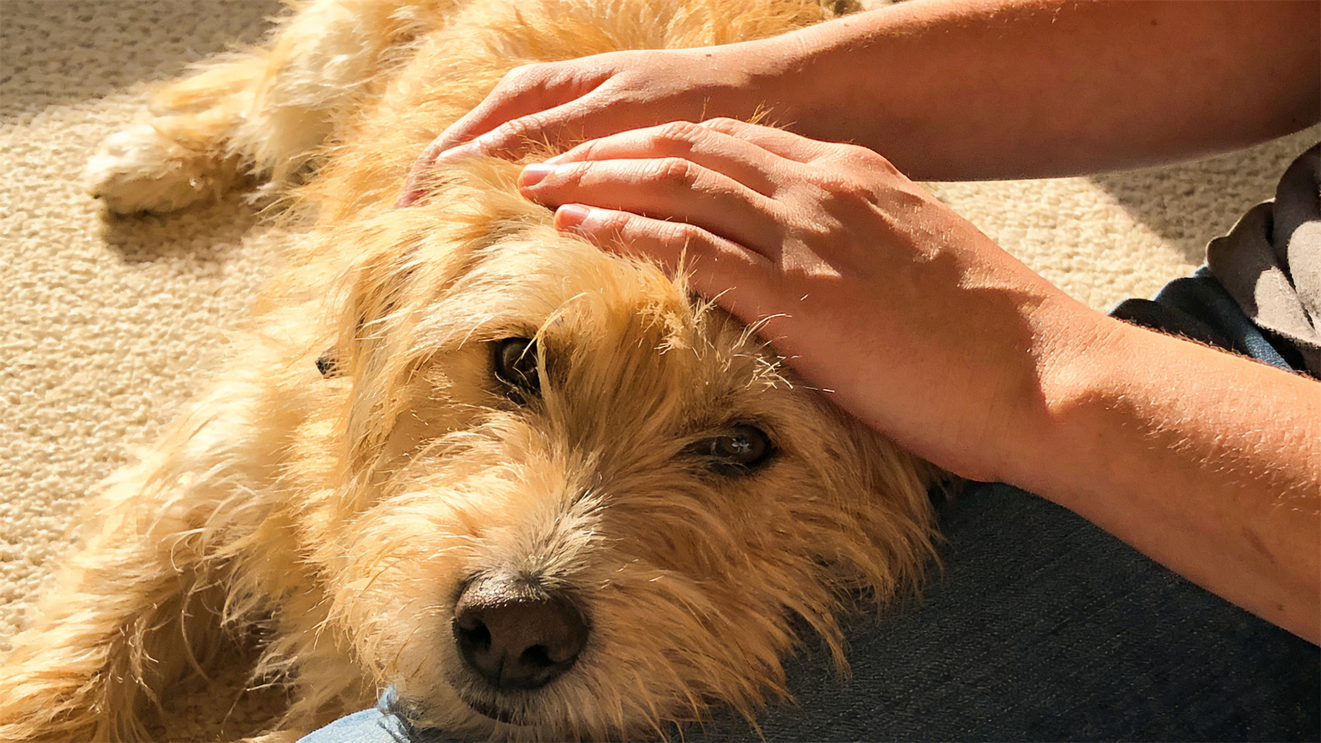 Peritonitis and Sepsis: First Aid and Post-Ingestion Health Management for Dogs