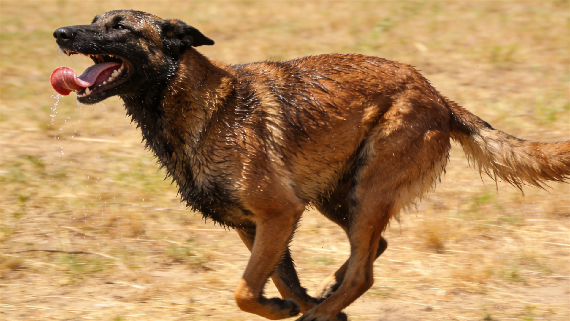 Physical recovery for working dogs: the science of electrolyte replenishment after high-intensity exercise