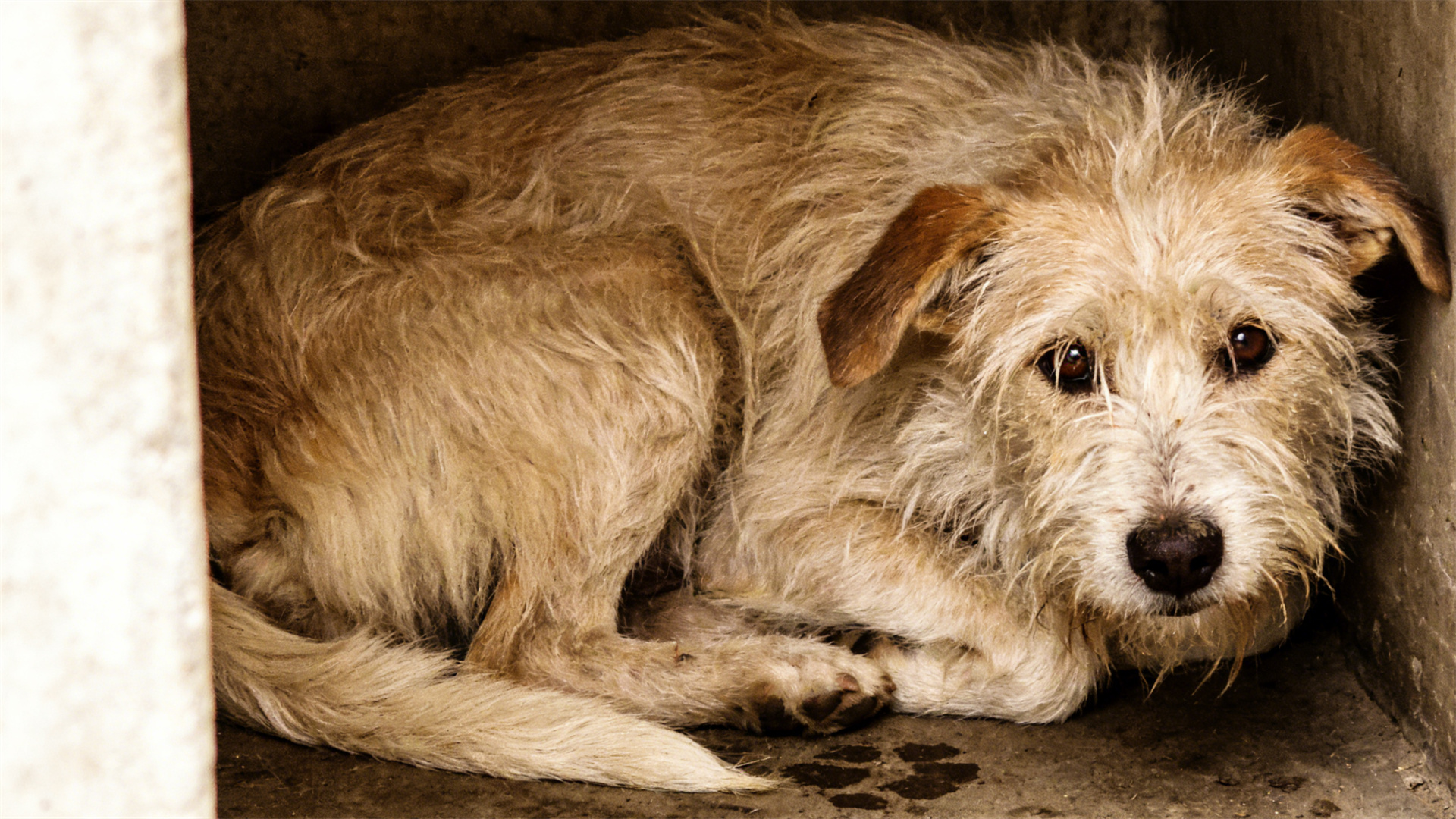 Physiological manifestations of separation anxiety: How chronic stress damages a dog's immune system