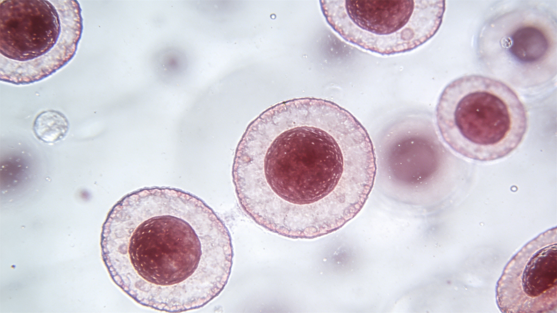 Physiological manifestations of separation anxiety: How chronic stress damages a dog's immune system