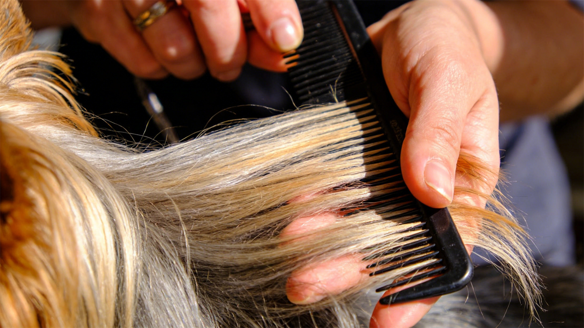 Pin comb vs. wide comb vs. detangling comb: The most suitable comb for different dog breeds' coats