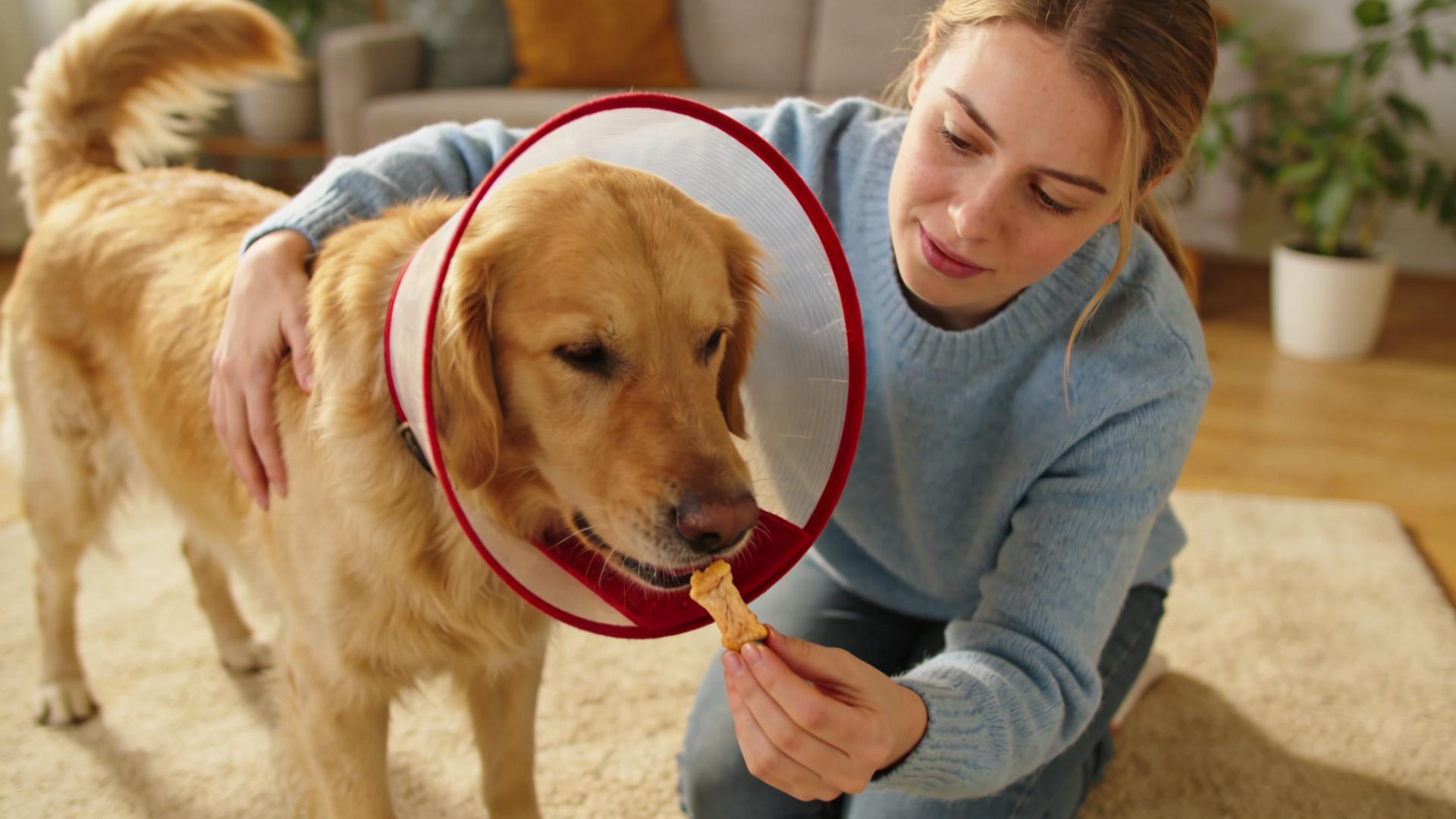 Post-sterilization wound care: Wearing and cleaning an Elizabethan collar (E-ring)