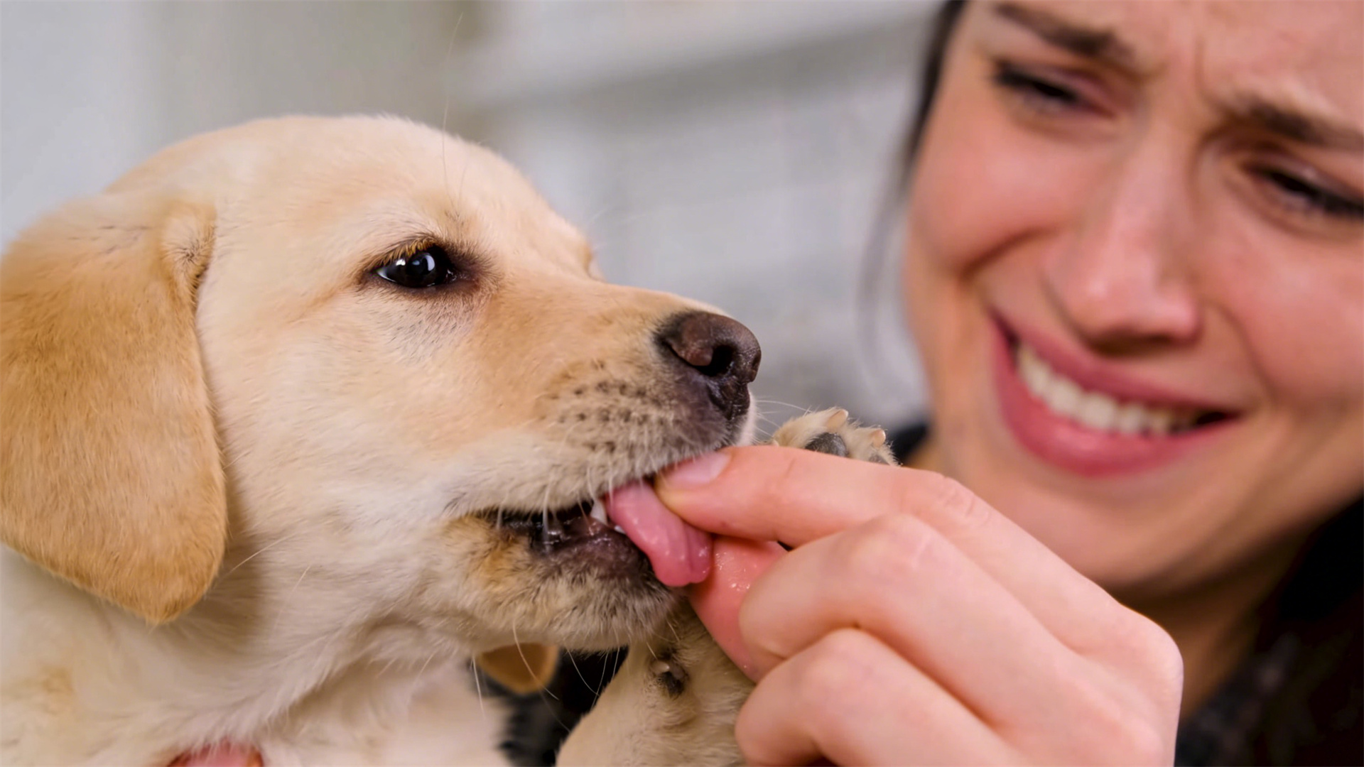 Preventing Puppies from Biting Their Hands and Feet: Correct Feedback for Correcting Puppy Biting
