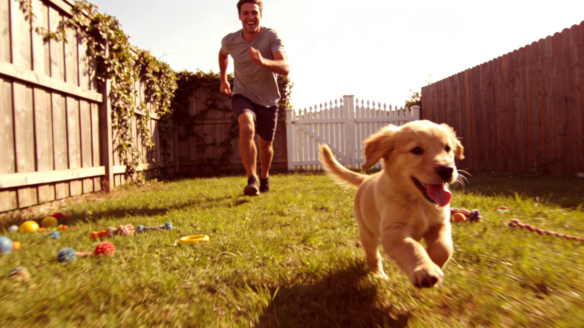 Puppy recall lesson one: Make it run to you no matter what.