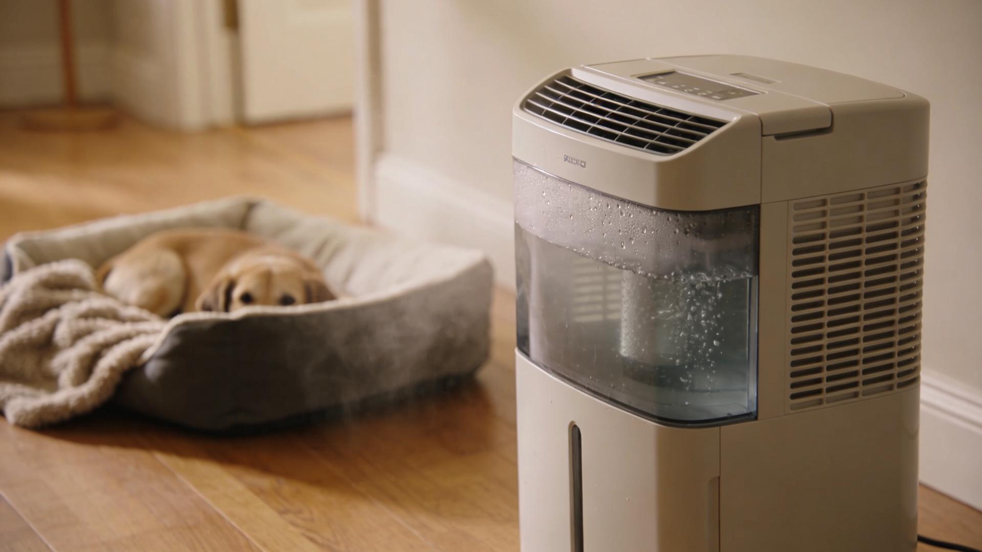 Rainy Season Moisture Control Guide: How to Keep Your Dog's Bed and Mat Dry and Mold-Free