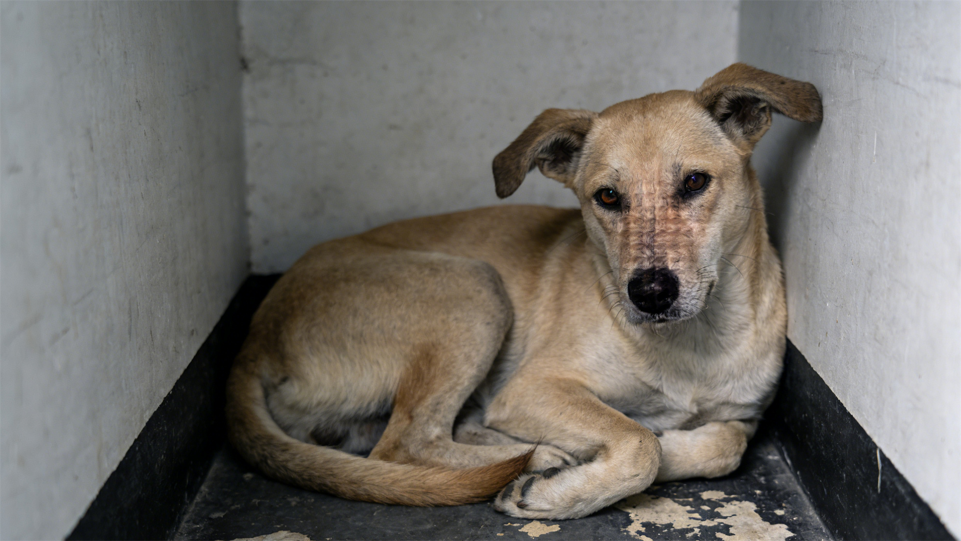 Resource competition pressure in multi-dog households: How to alleviate long-term social stress in dogs