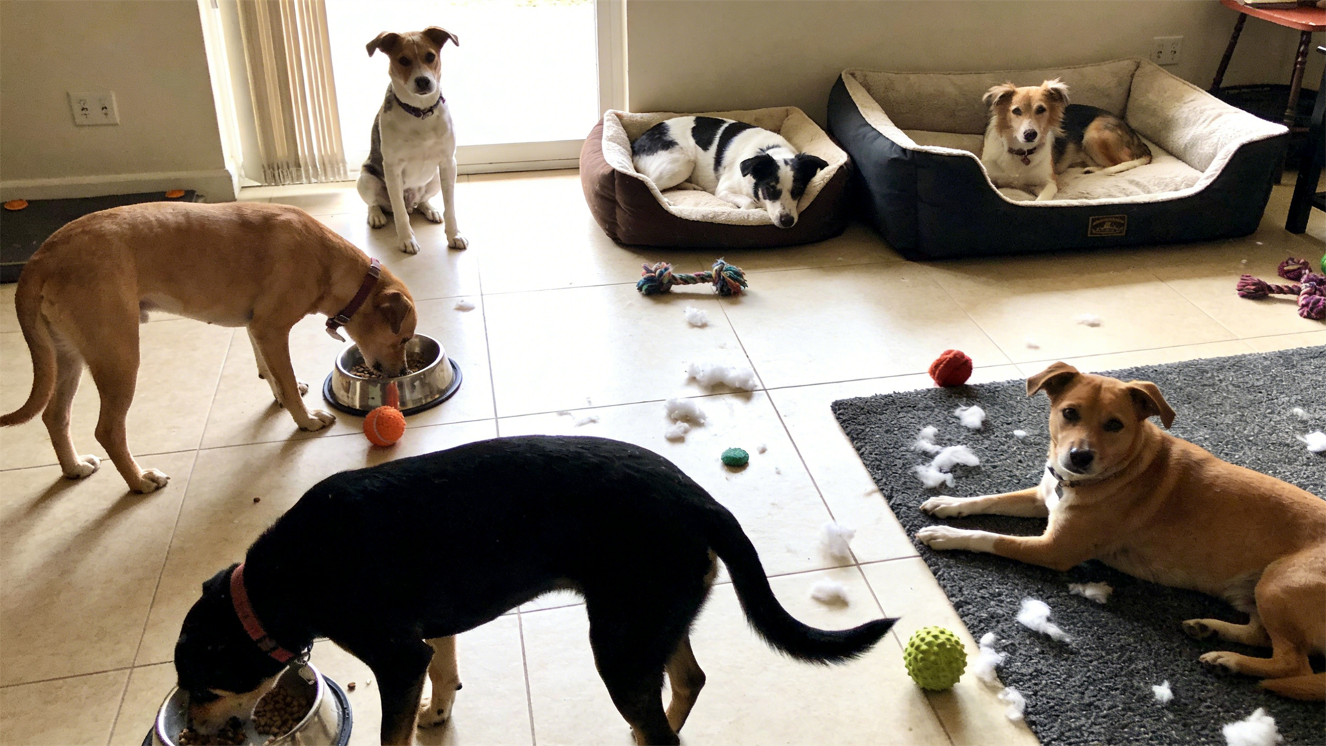 Resource competition pressure in multi-dog households: How to alleviate long-term social stress in dogs