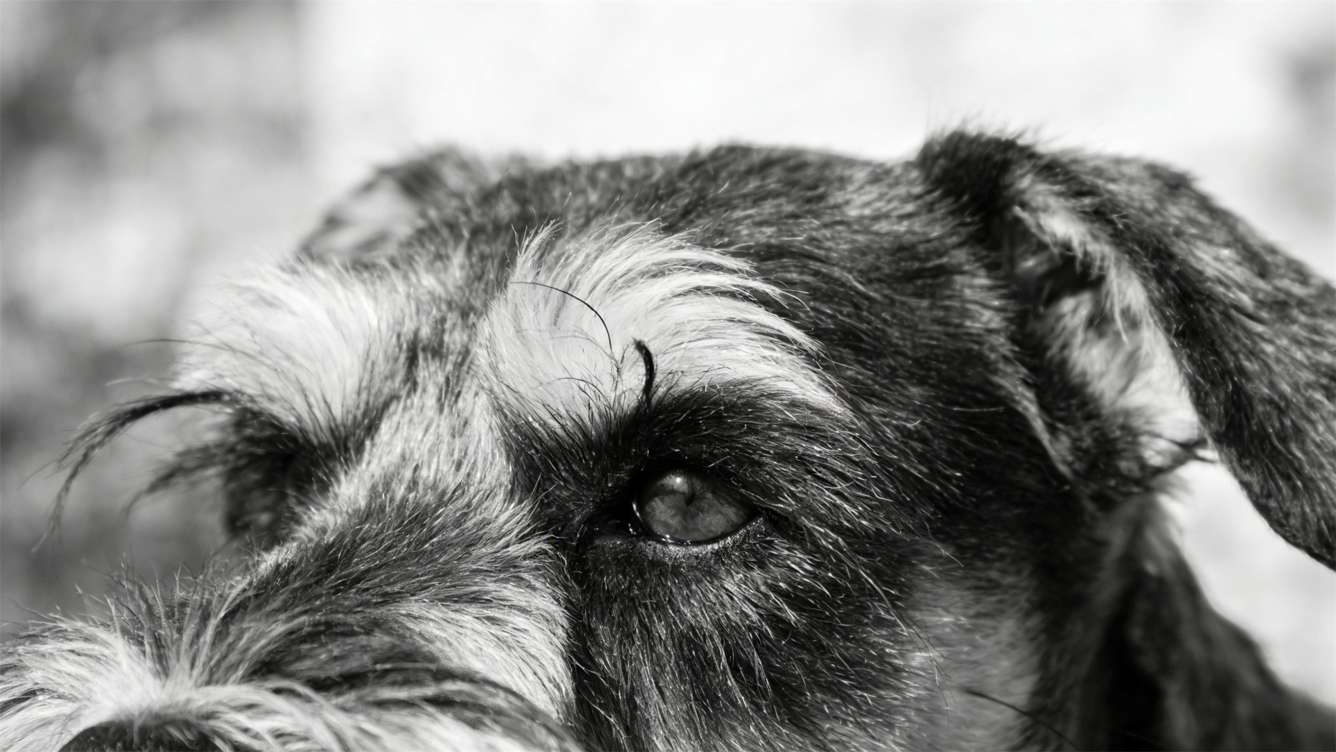 Schnauzer's hyperlipidemia: Why does this breed require a stricter diet with less oil?