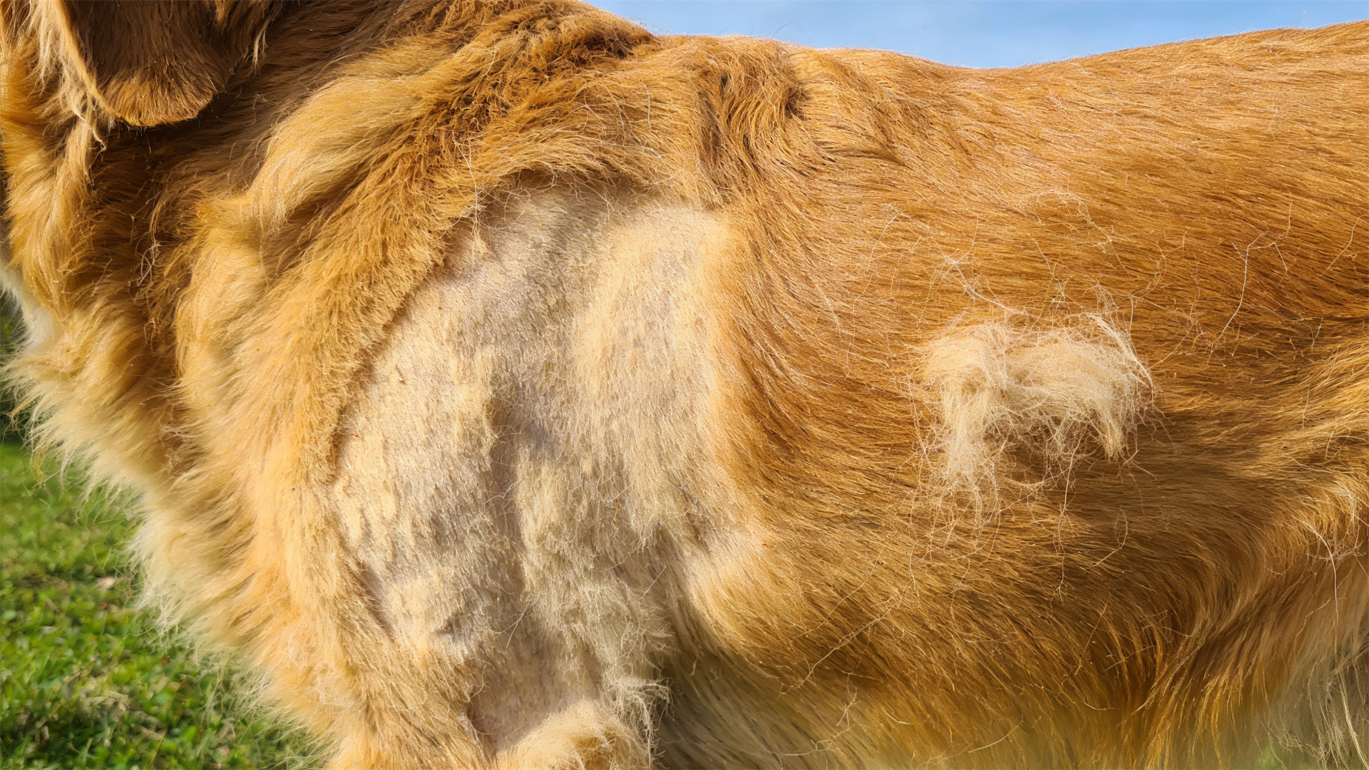 Seasonal hair loss vs. pathological hair loss: A simple trick to distinguish them