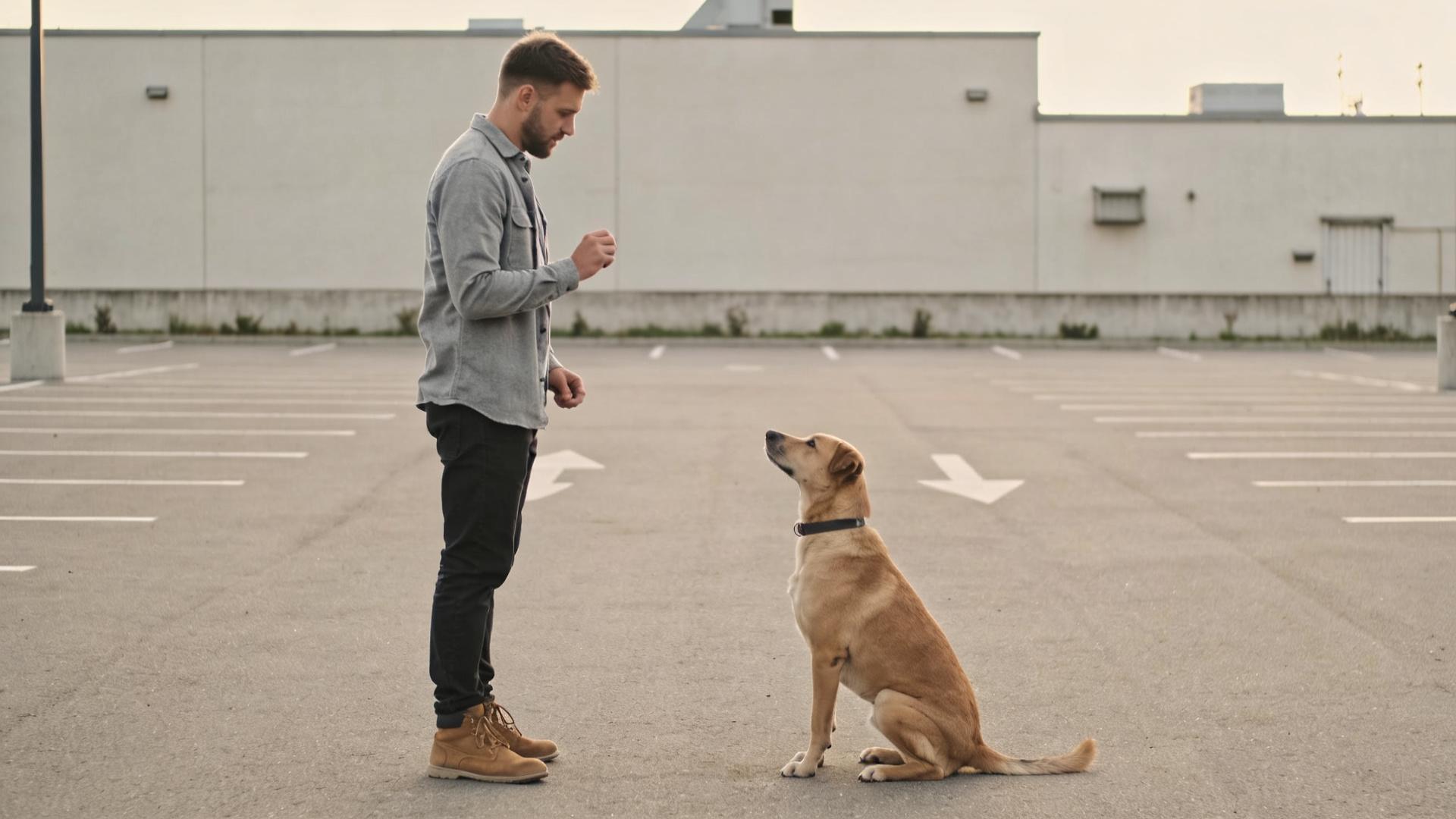 Shifting the training environment: Why is my dog obedient at home but goes crazy outside?