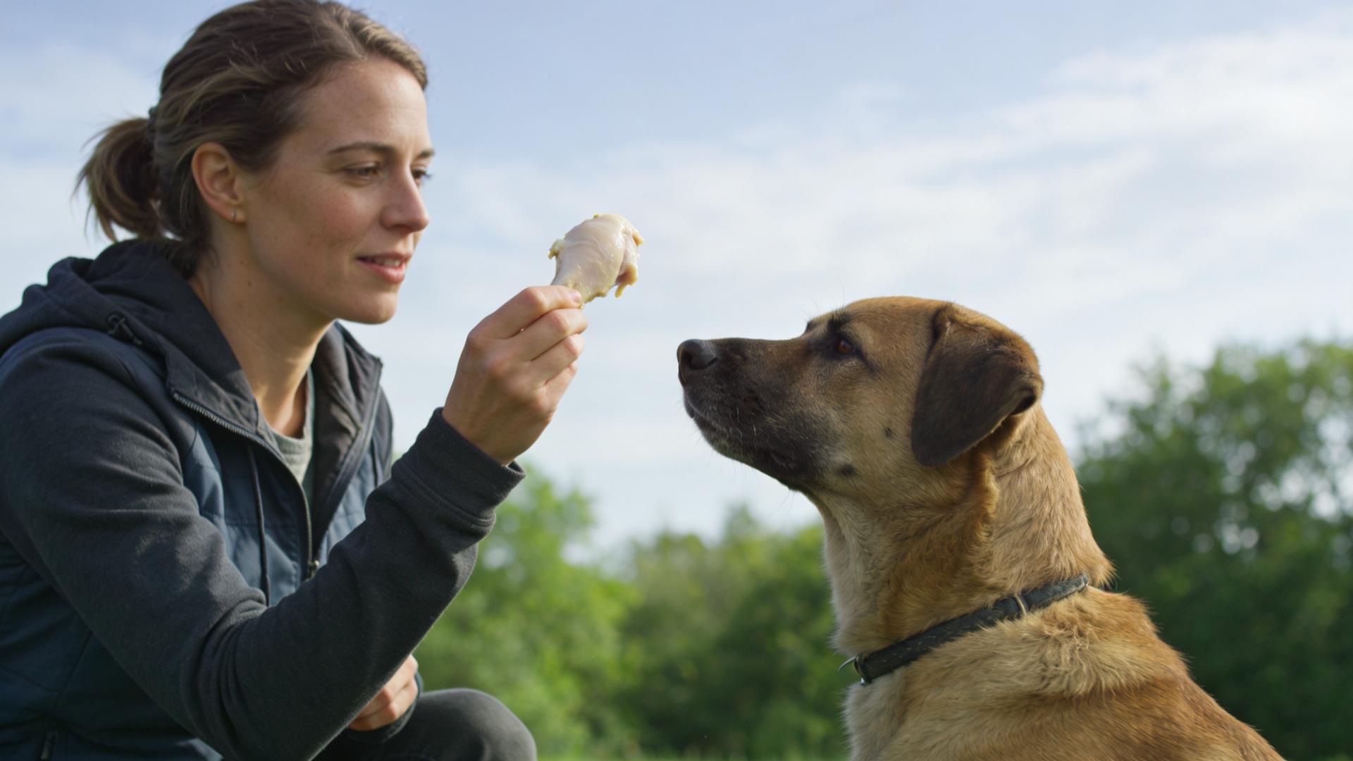 Shifting the training environment: Why is my dog obedient at home but goes crazy outside?