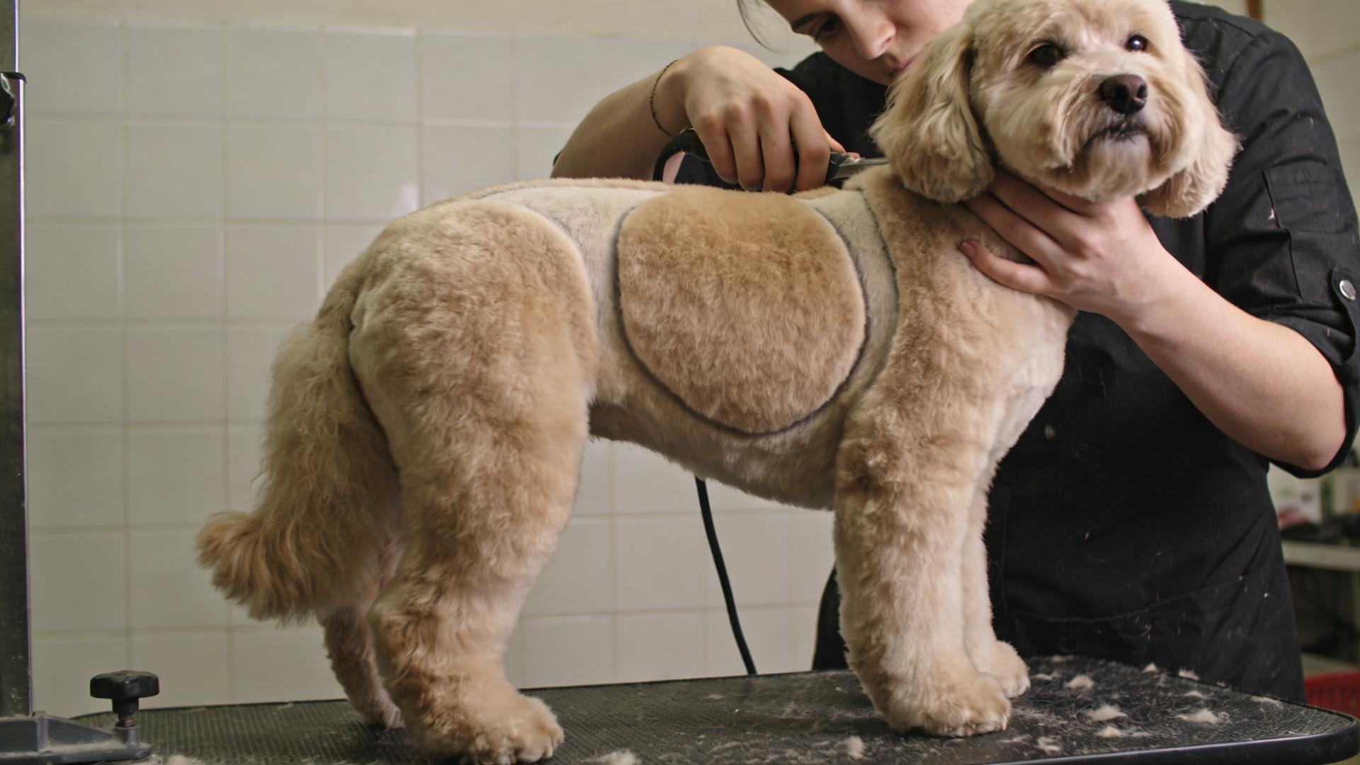 Show-quality grooming and dog movement: How to perfectly showcase grooming results while walking