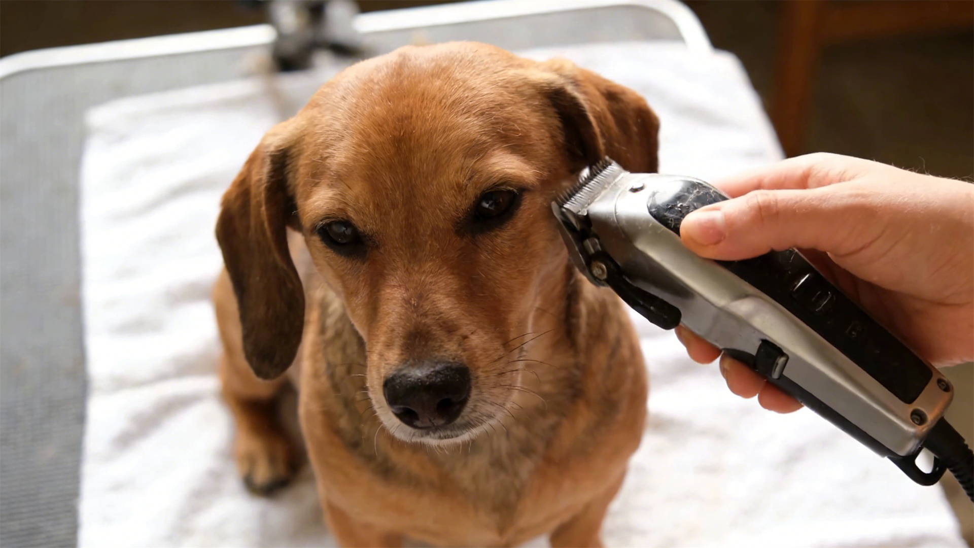 Silent electric shears technology