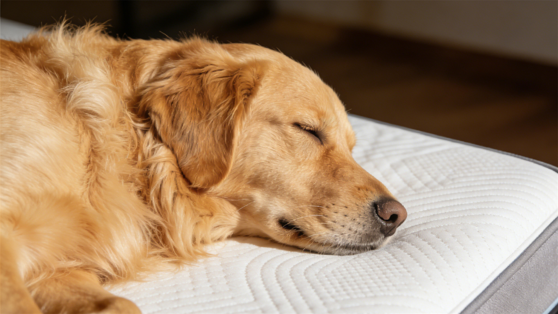 Smart mattress designed for dogs: Automatically adjusts temperature and monitors sleep breathing by 2026.