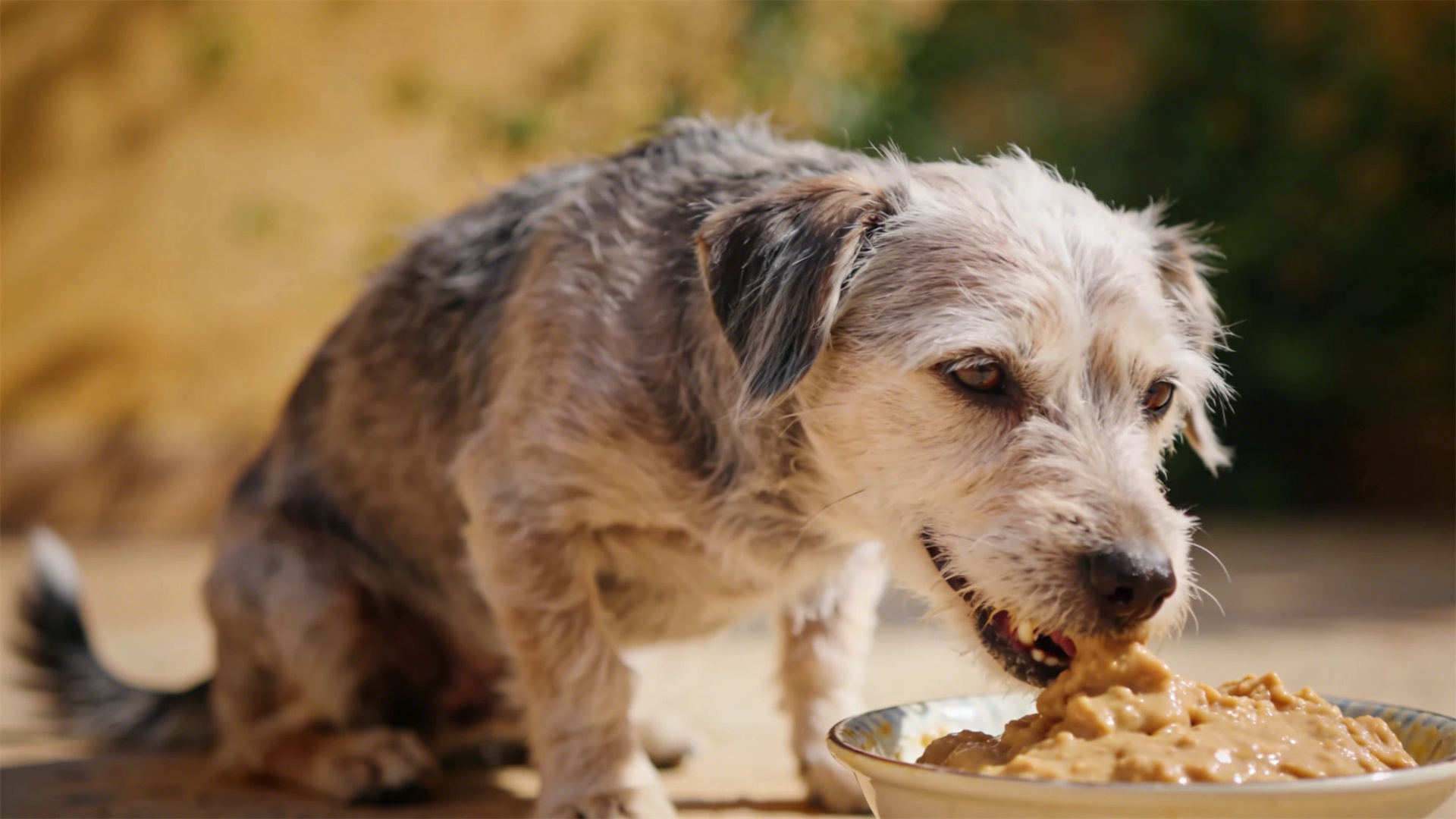 Soft food transition for senior dogs: Cooking techniques that balance palatability and nutrient absorption