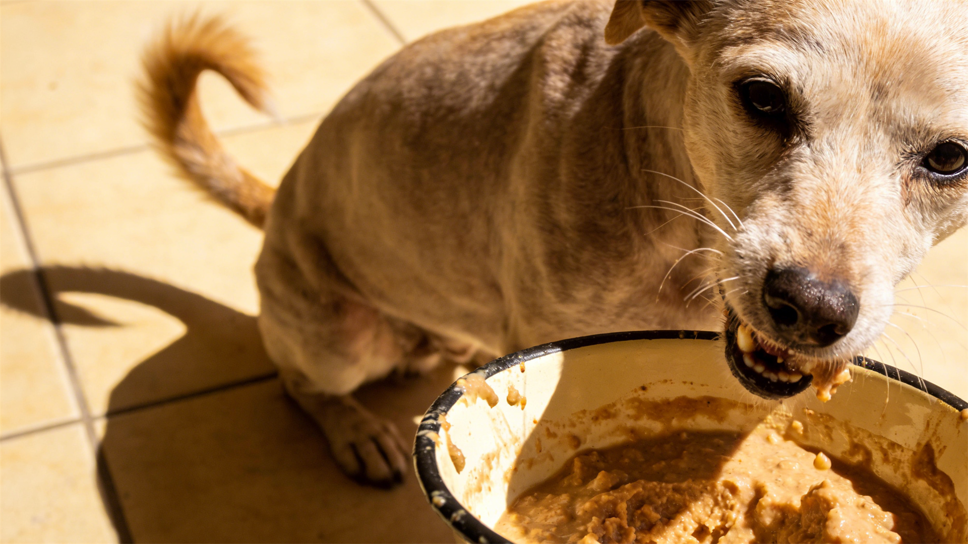 Soft food transition for senior dogs: Cooking techniques that balance palatability and nutrient absorption