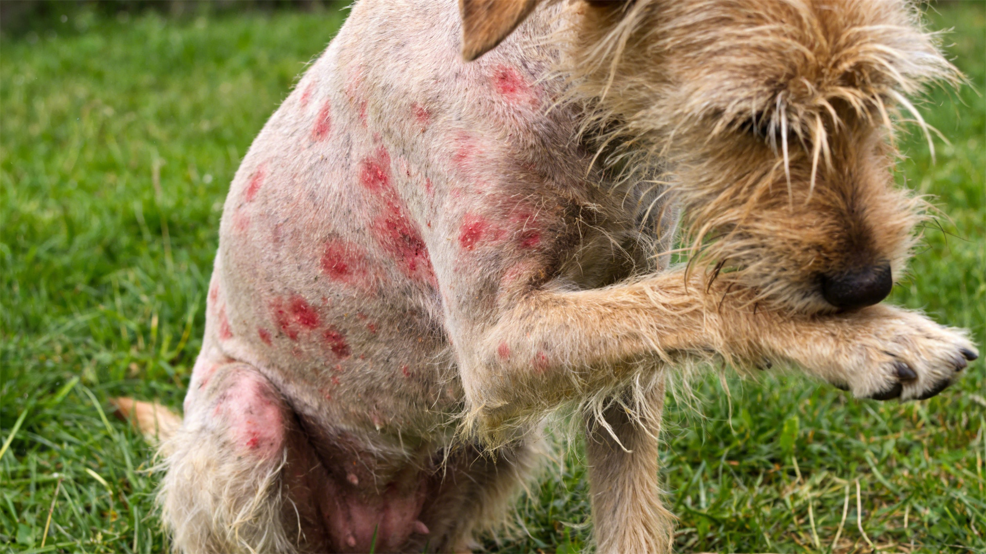 Springtime Allergy-Reducing Diet: Alleviating Skin Redness and Itching by Adjusting Your Food