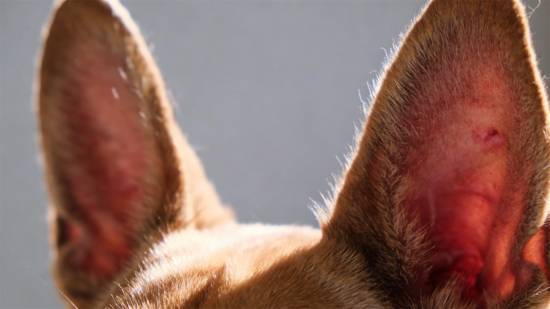 Springtime allergy season: How to protect your furry friend?