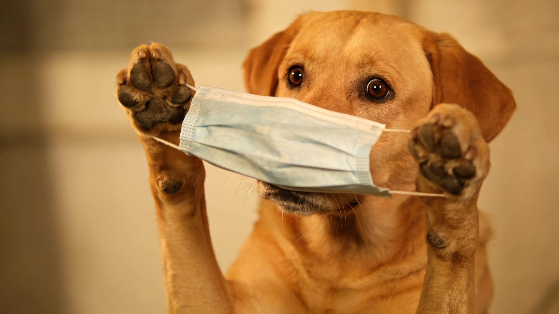 Springtime willow catkin allergy season: Is it okay to put a mask on your dog?