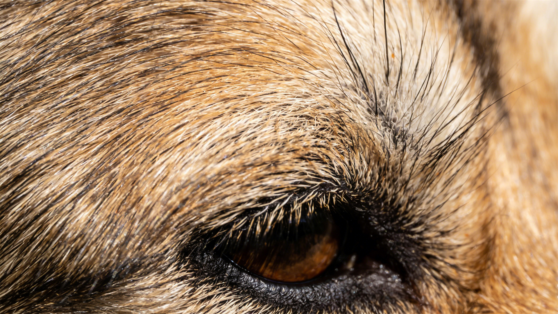 Taboos regarding dog grooming: Why should some dog breeds never be shaved in the summer?