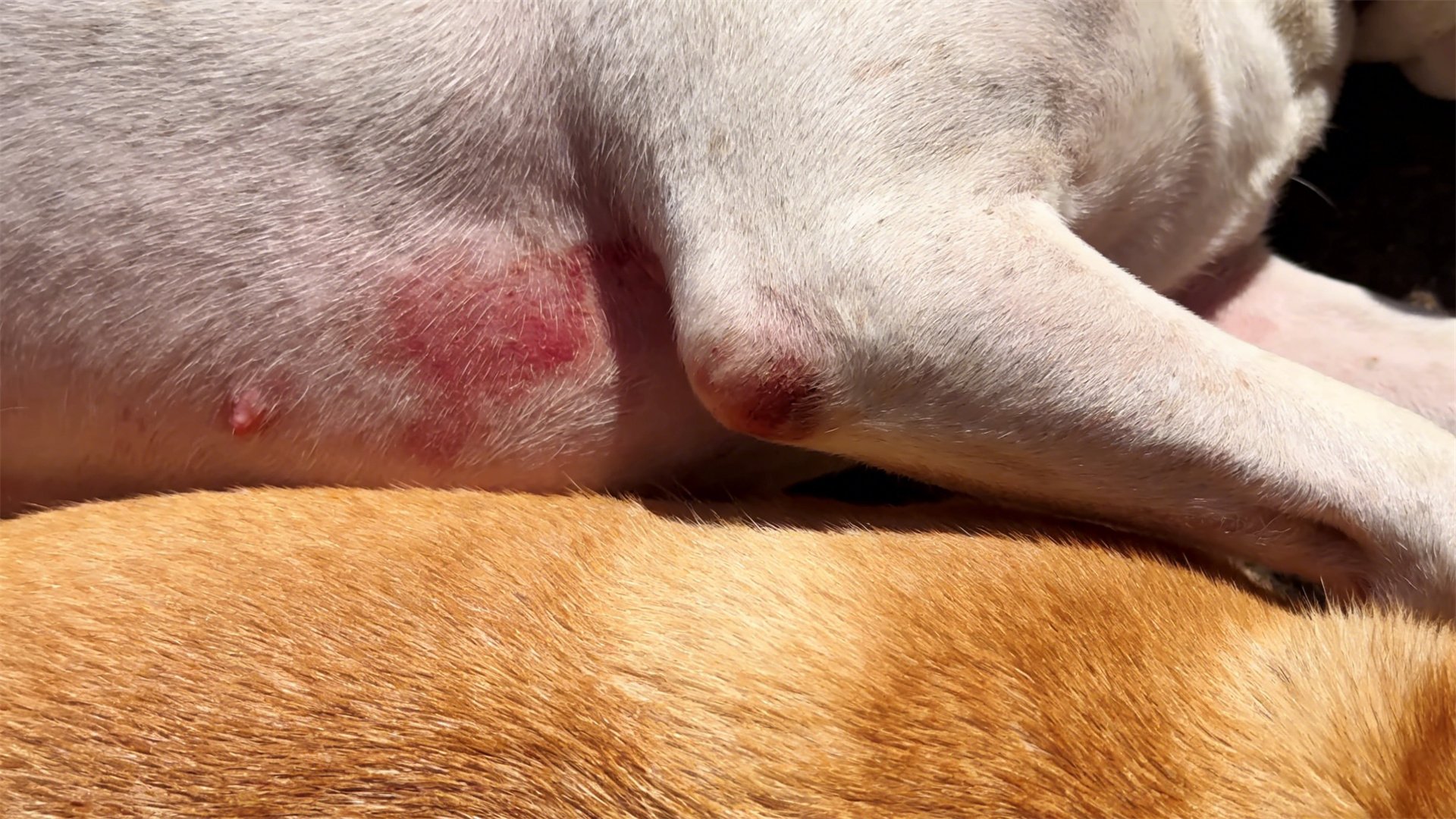 Taboos regarding dog grooming: Why should some dog breeds never be shaved in the summer?