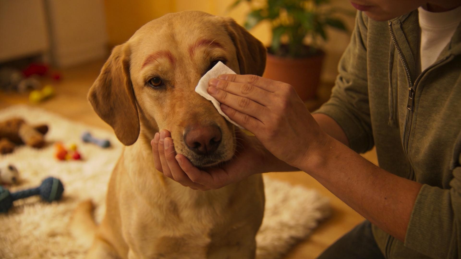 Tear Stain Removal Method: Homemade Gentle Cleansing Solution and Removal Techniques